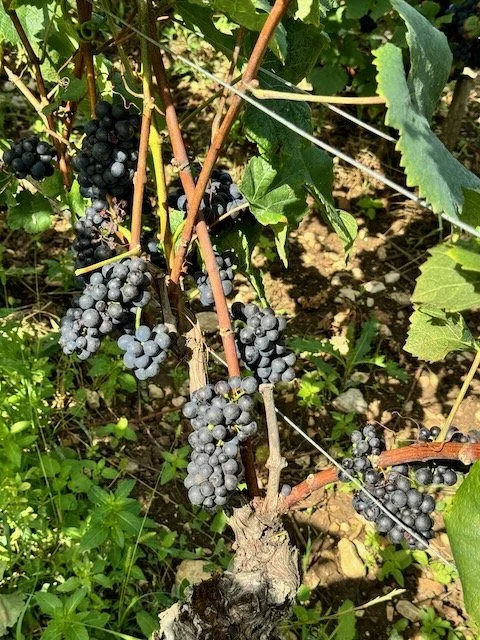 william-kelley-vineyard2.jpeg