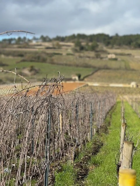 william-kelley-beaune.jpeg