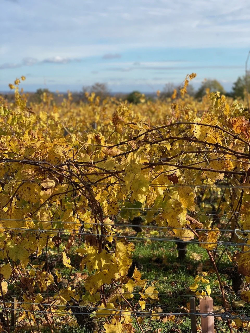 leroy-vines-souveraine.jpeg