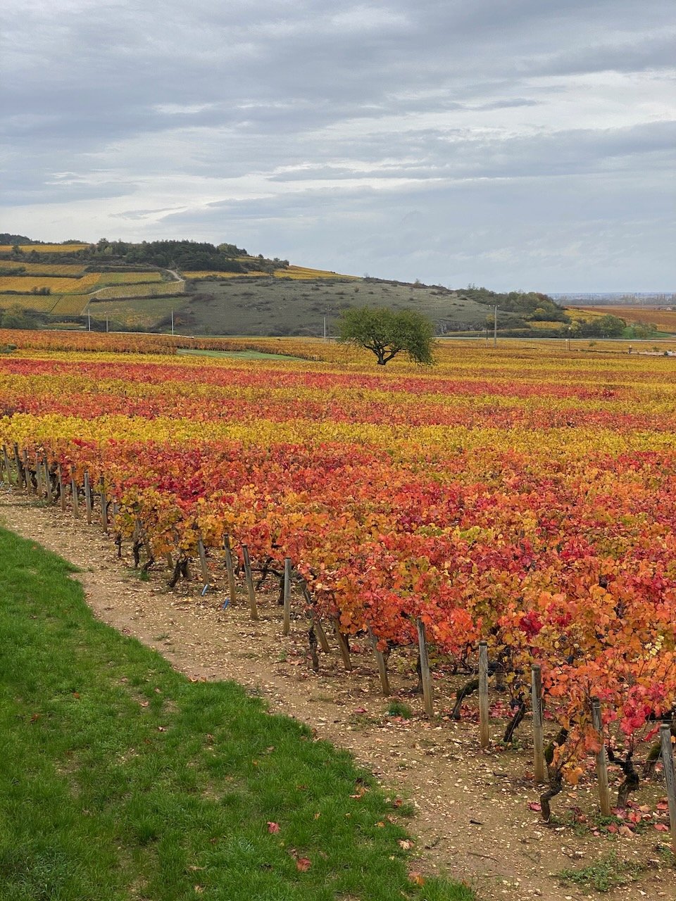 montrachet-auvenay-souveraine.jpeg