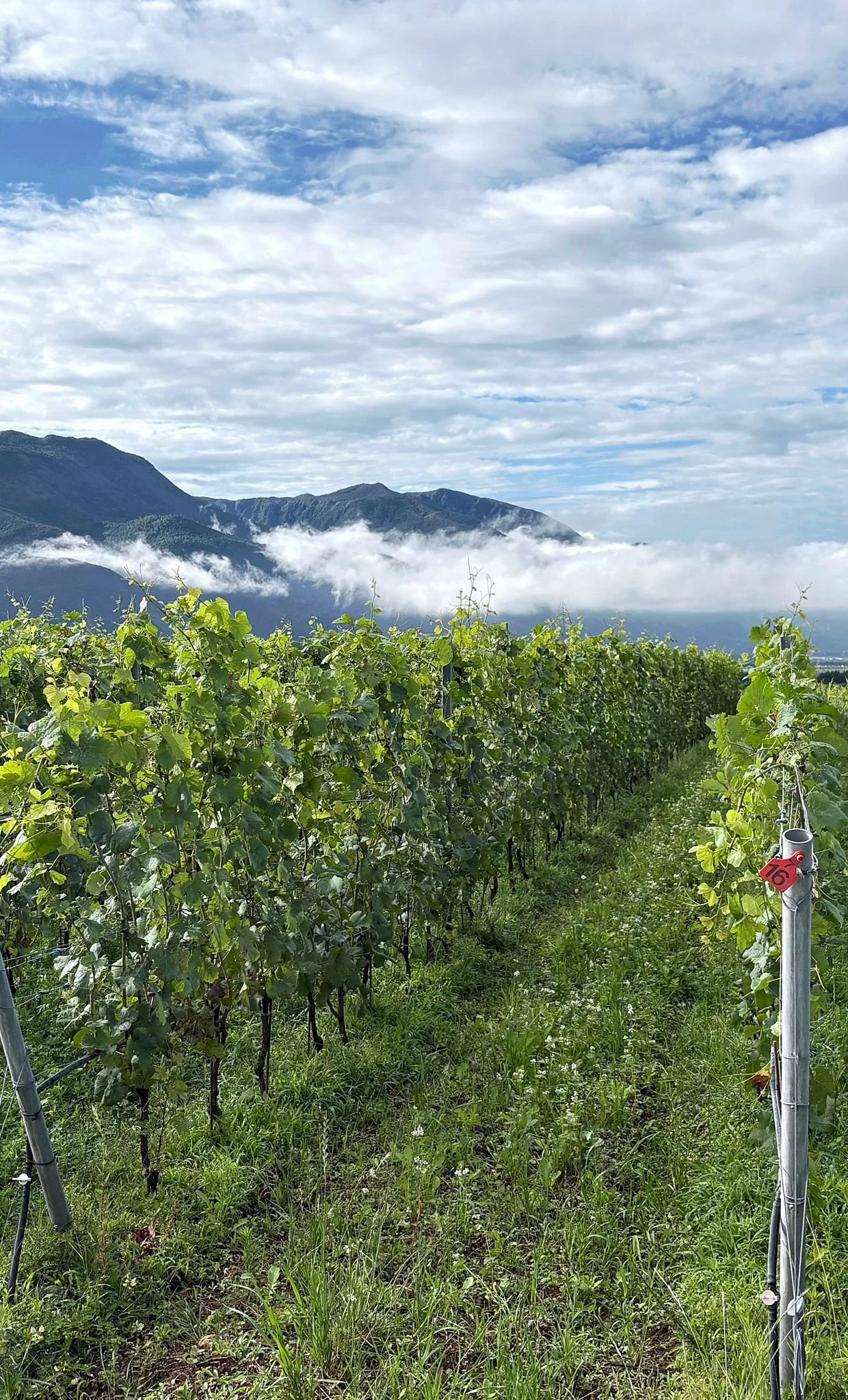 Miaolu_Alex_Xu_grapes_vines.jpeg