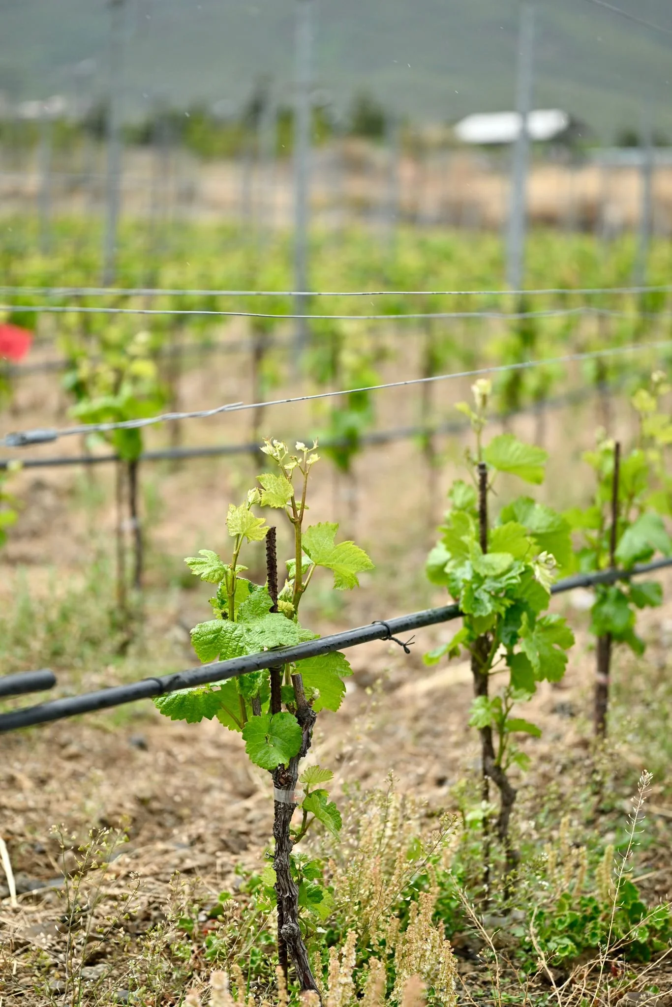 Alex_Xu_Miaolu_vineyards_3.jpeg