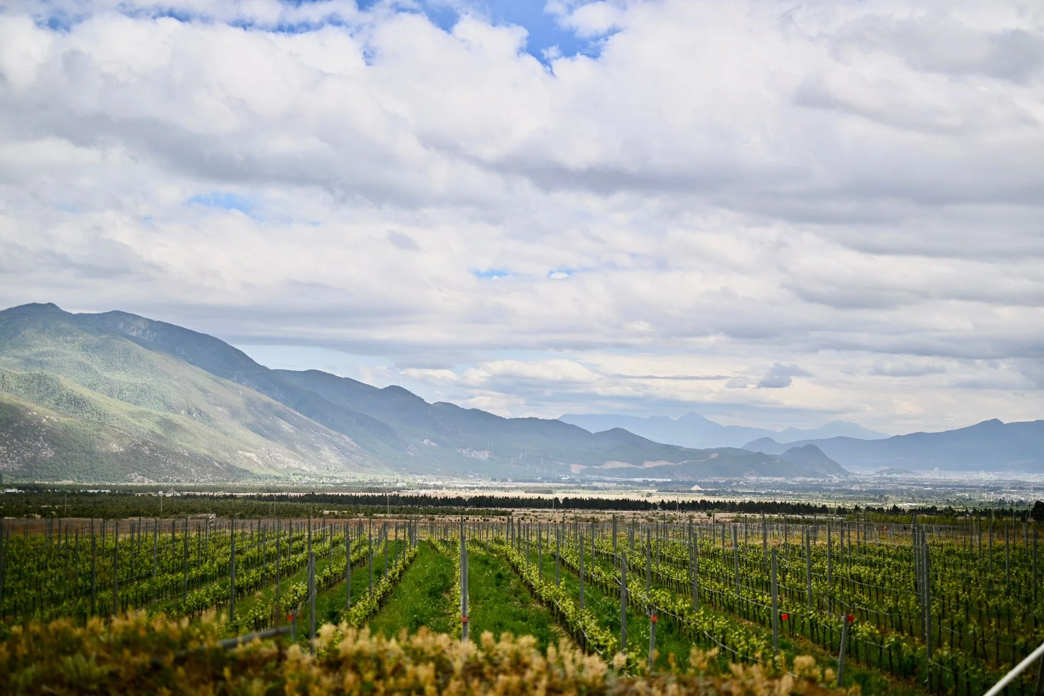 Alex_Xu_Miaolu_vineyards.jpeg