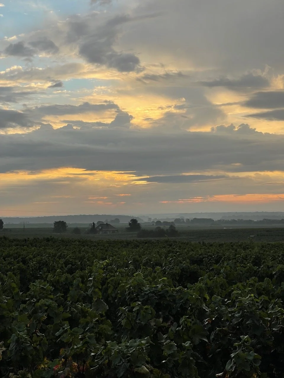 domaine_felettig_gilbert_chambolle_musigny.jpeg