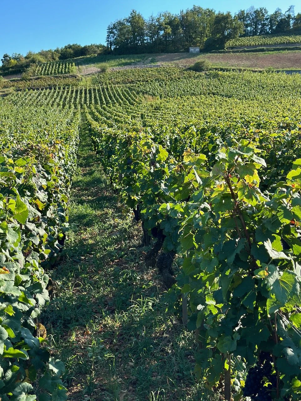 domaine_felettig_gilbert_foucheres.jpeg