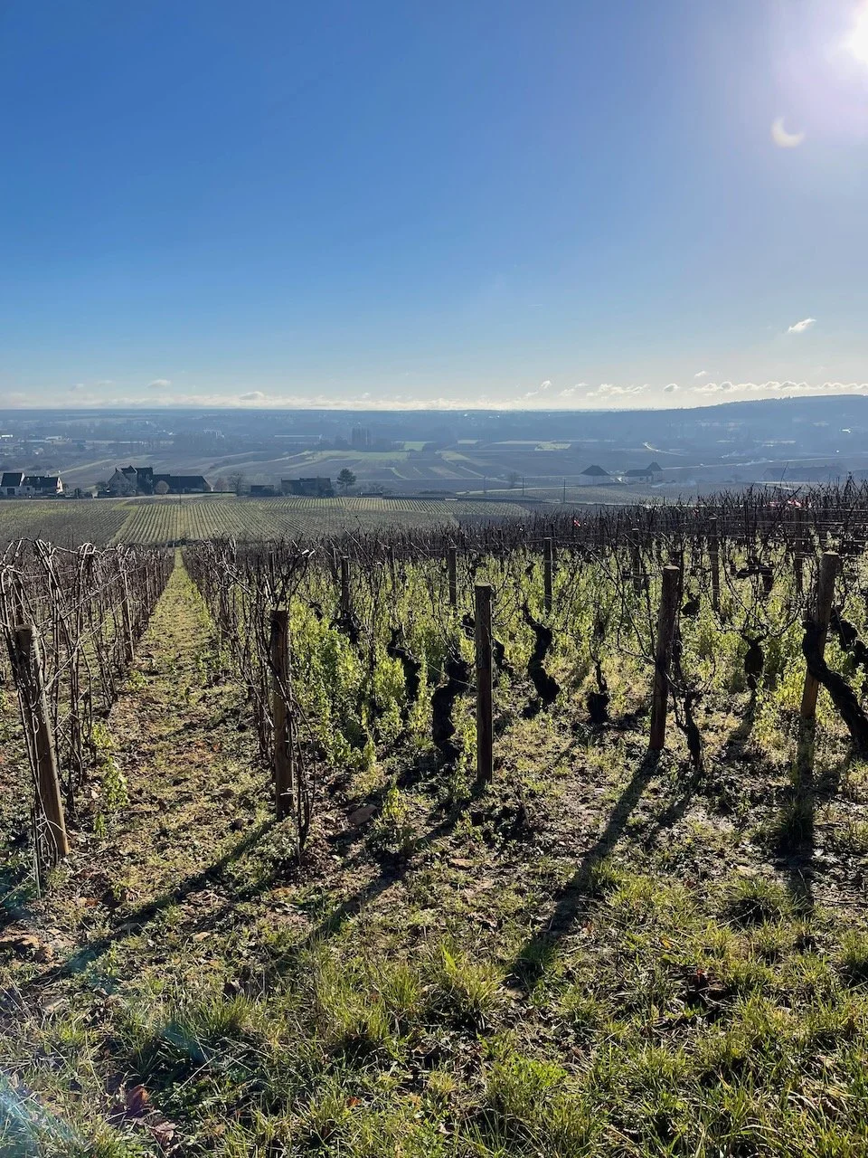 benoit-moreau-chassagne-04.jpeg