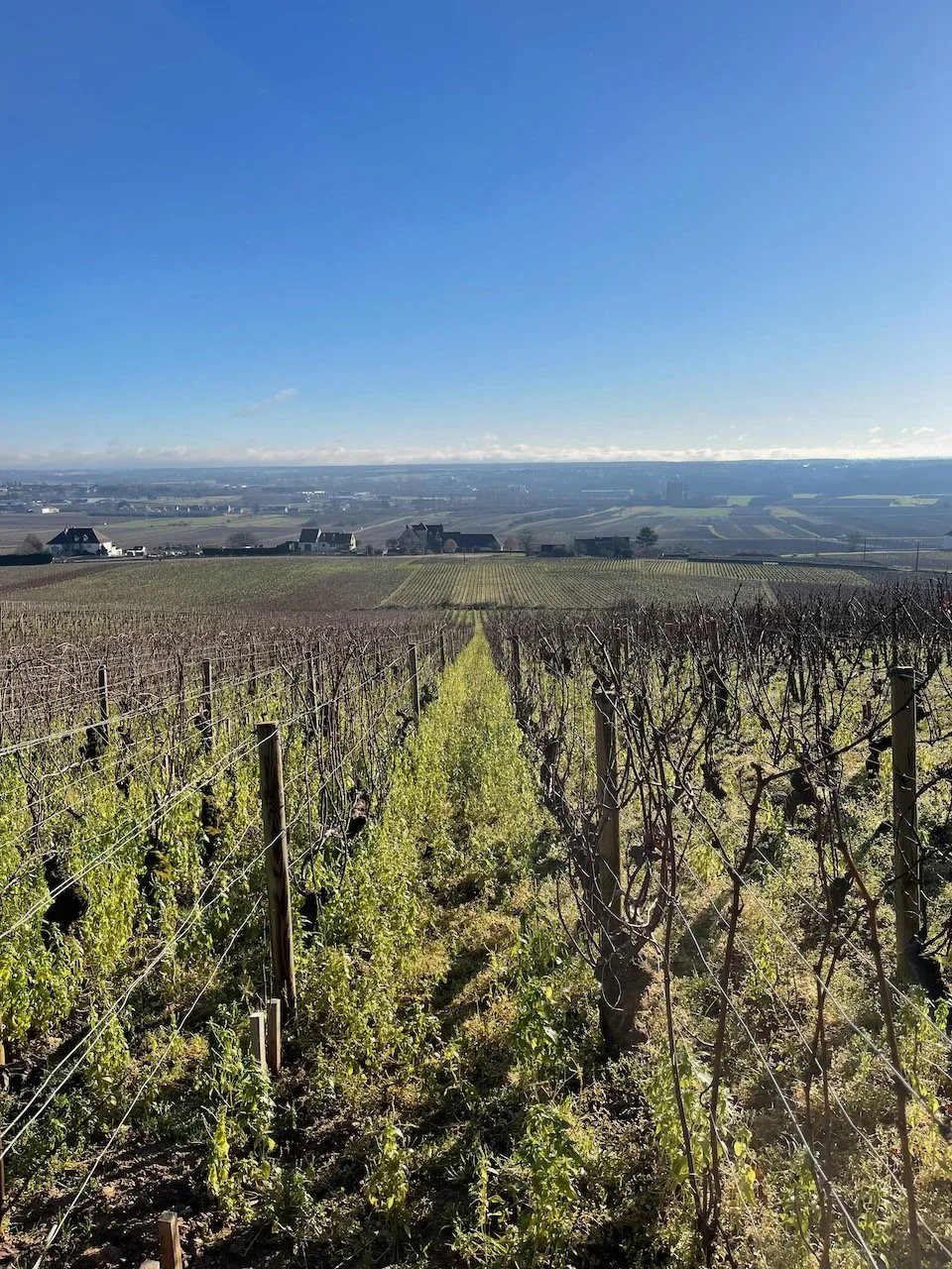 benoit-moreau-chassagne-01.jpeg