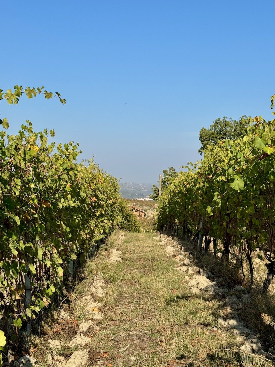 Piero_Busso_vineyards.jpeg