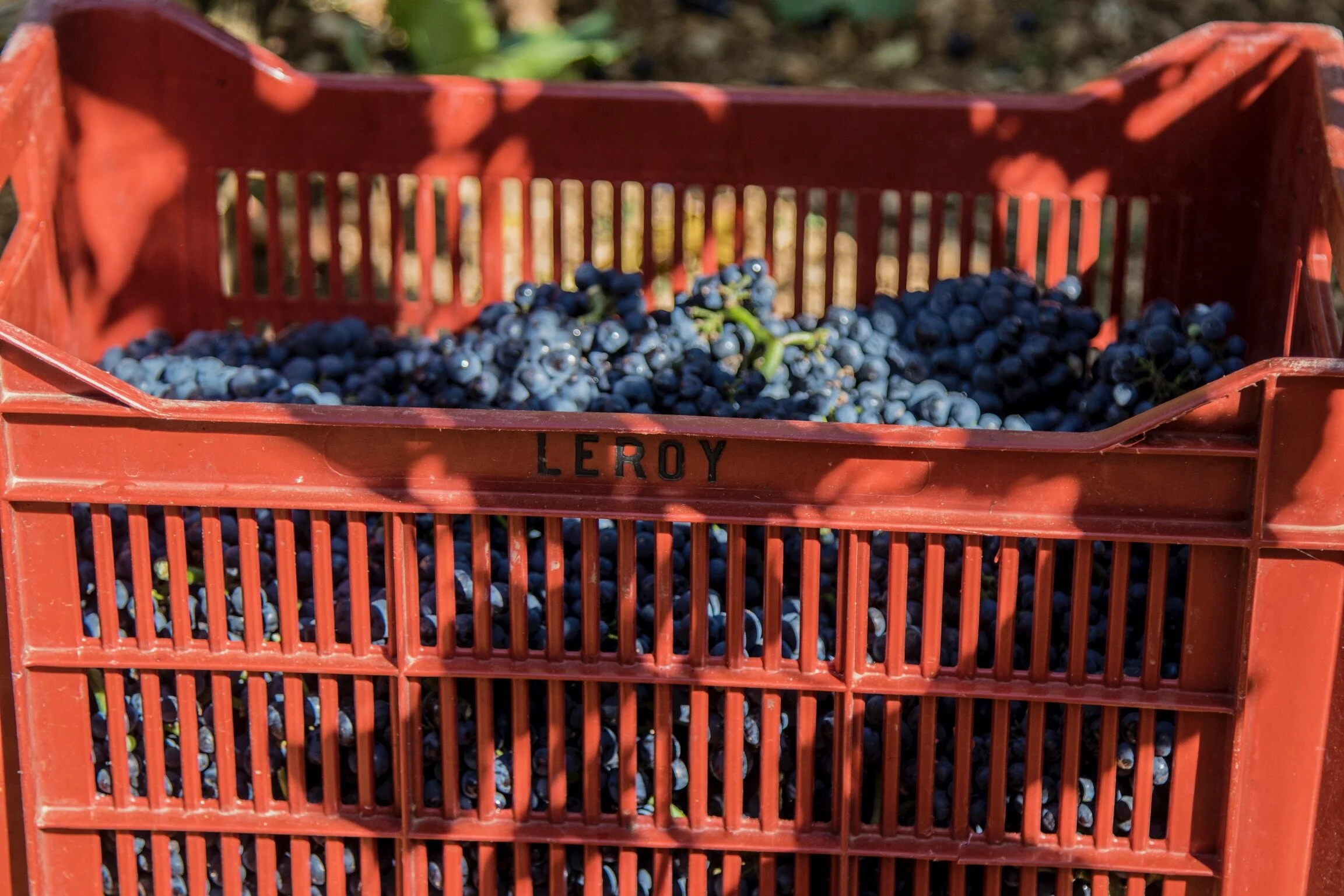 Leroy_0095.JPG