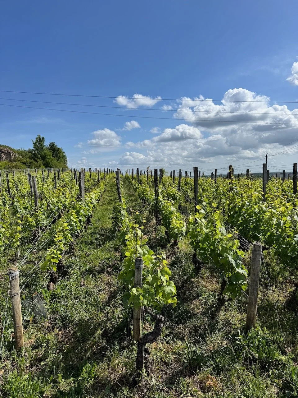 marshall-souverainewine-nuits-saint-georges-1.jpeg