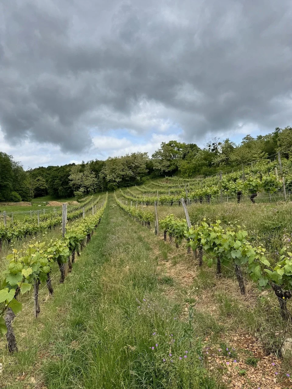 marshall-souverainewine-jean.jpeg