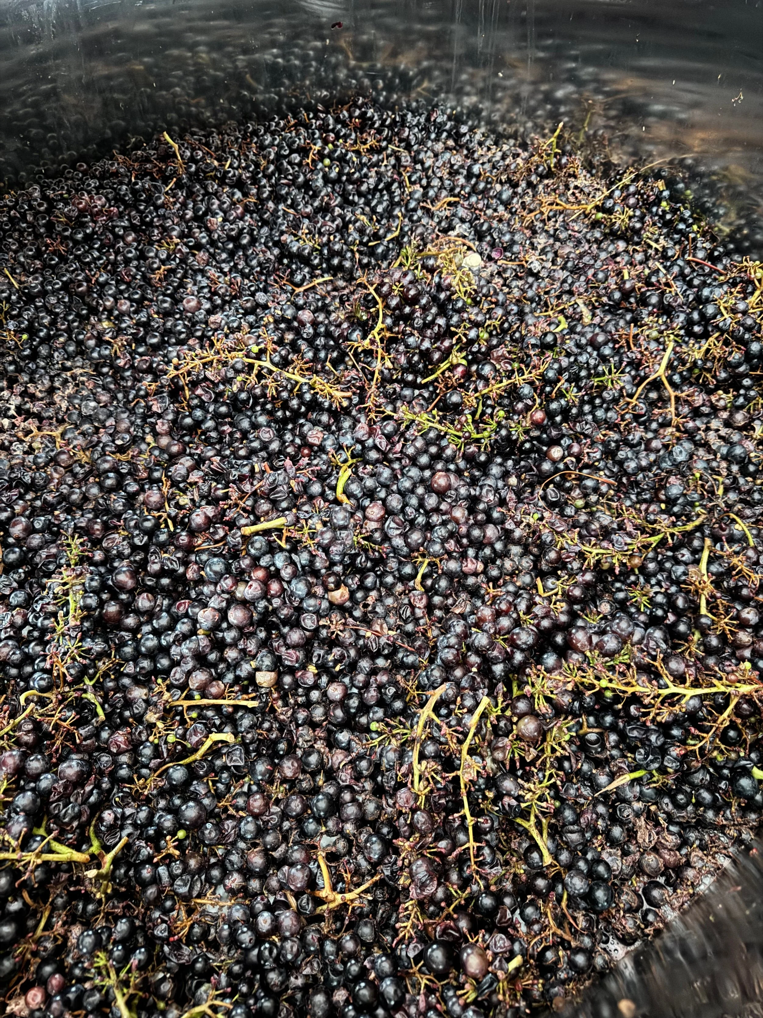 grapes-barolo-souveraine.jpeg