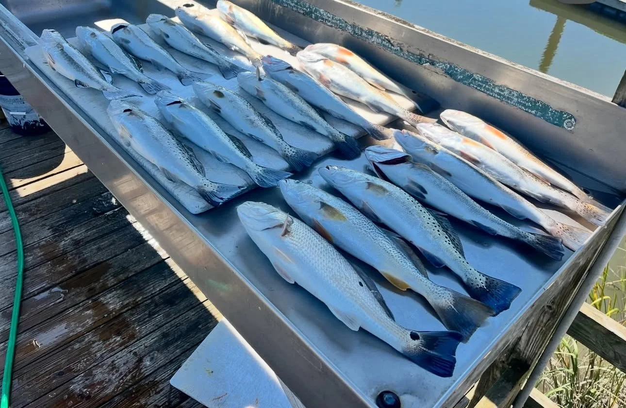 Large catch of freshly caught speckled trout arranged on a boat deck beside the water