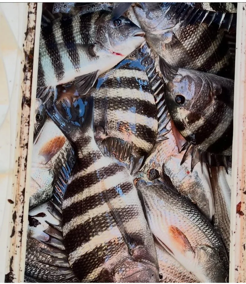A cooler filled with freshly caught striped fish, including black drum and sheepshead.