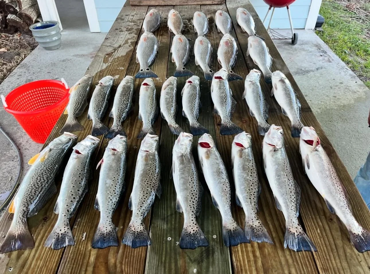 Rows of freshly caught speckled trout arranged on a wooden picnic table outdoors