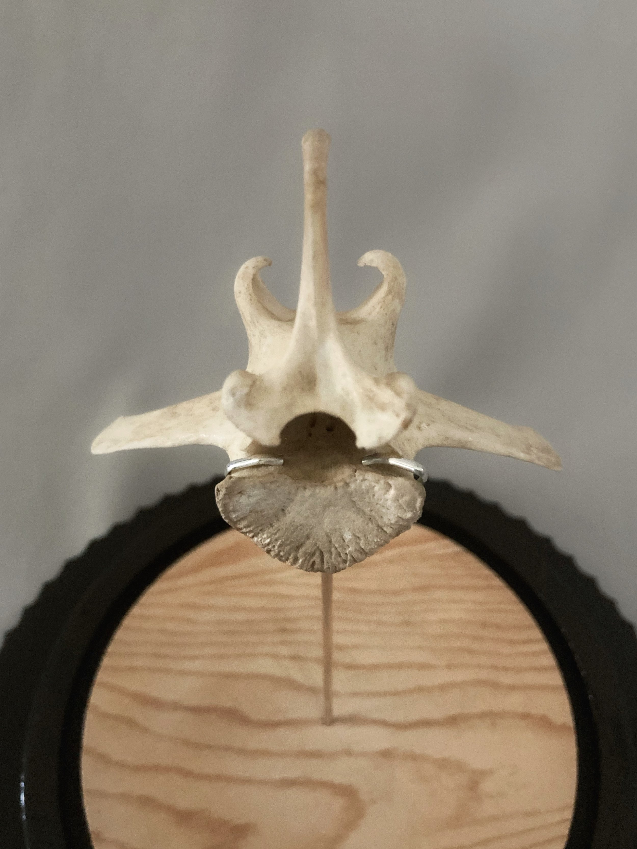 Close-up of a preserved bird skeleton, likely a goose, displayed on a wooden stand.