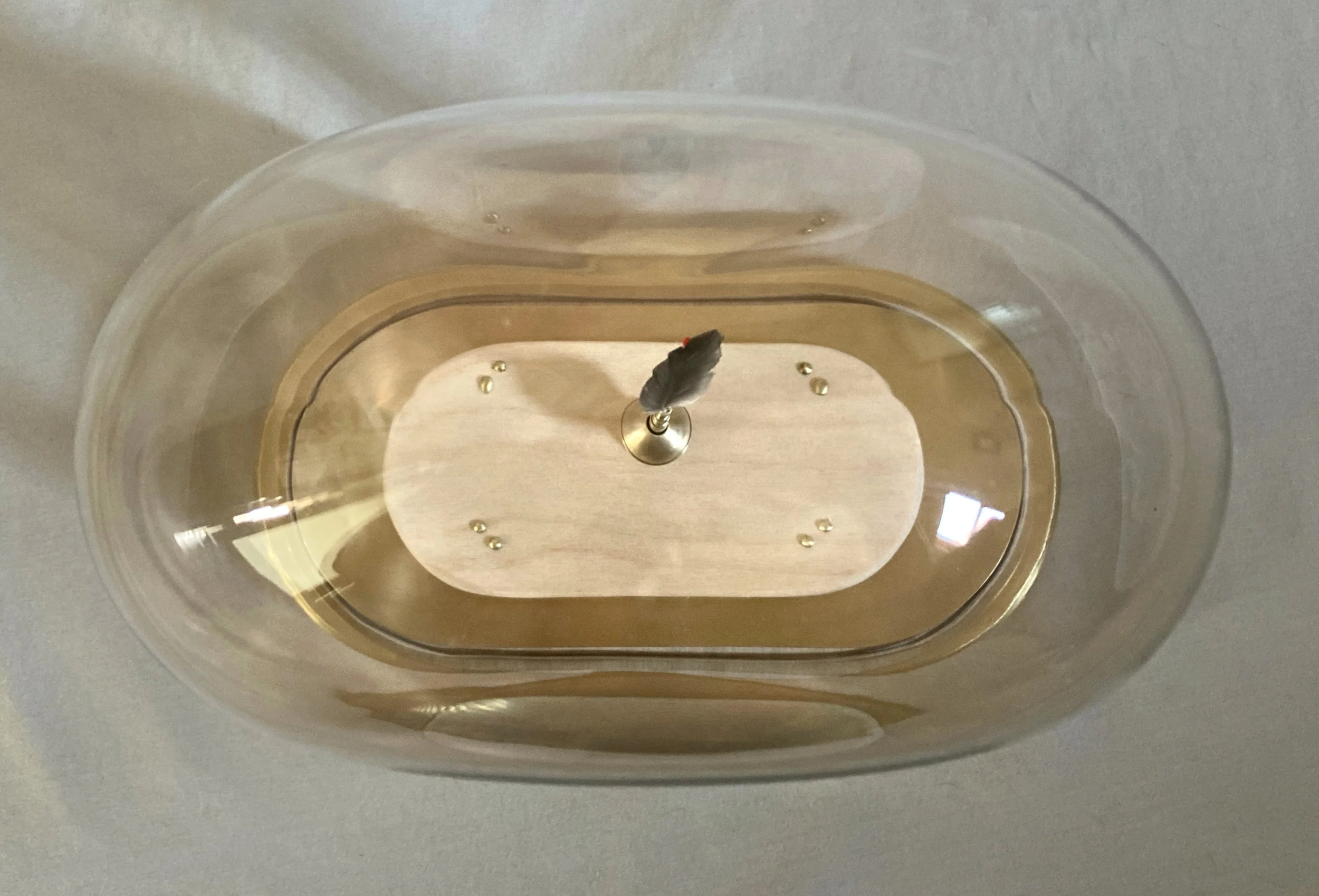 Top view of a small black feather displayed under a glass dome on a wooden base.