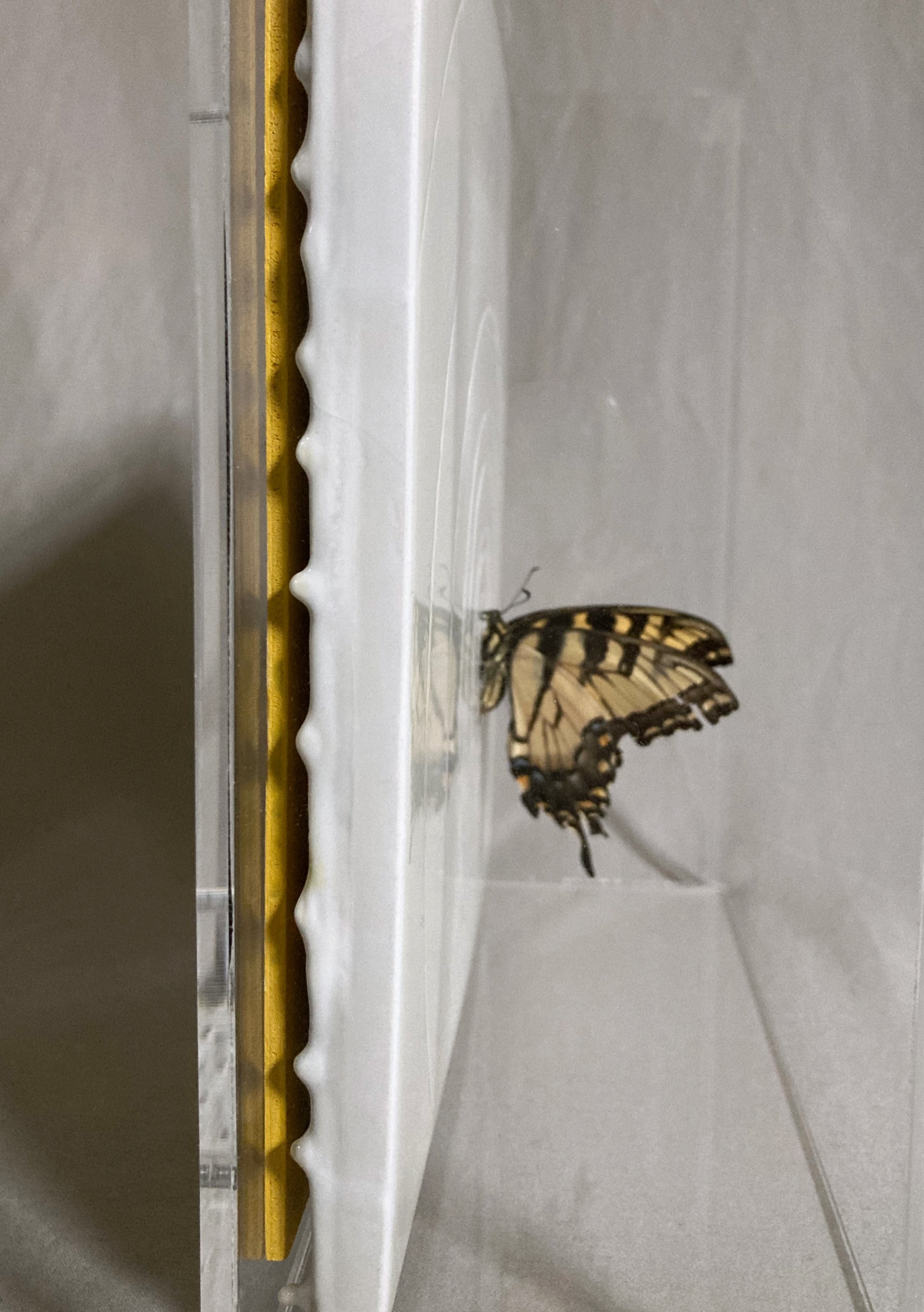 Close-up of a monarch butterfly perched on a white curtain beside a gold curtain rod