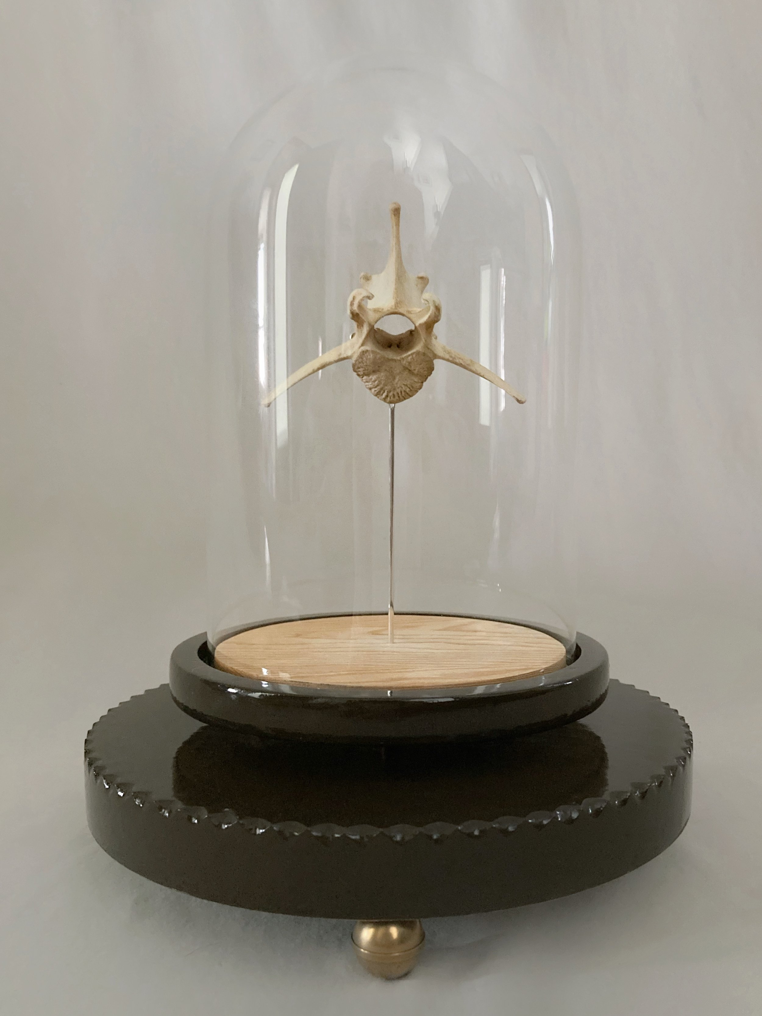 Human vertebra specimen displayed inside a glass dome on a decorative stand