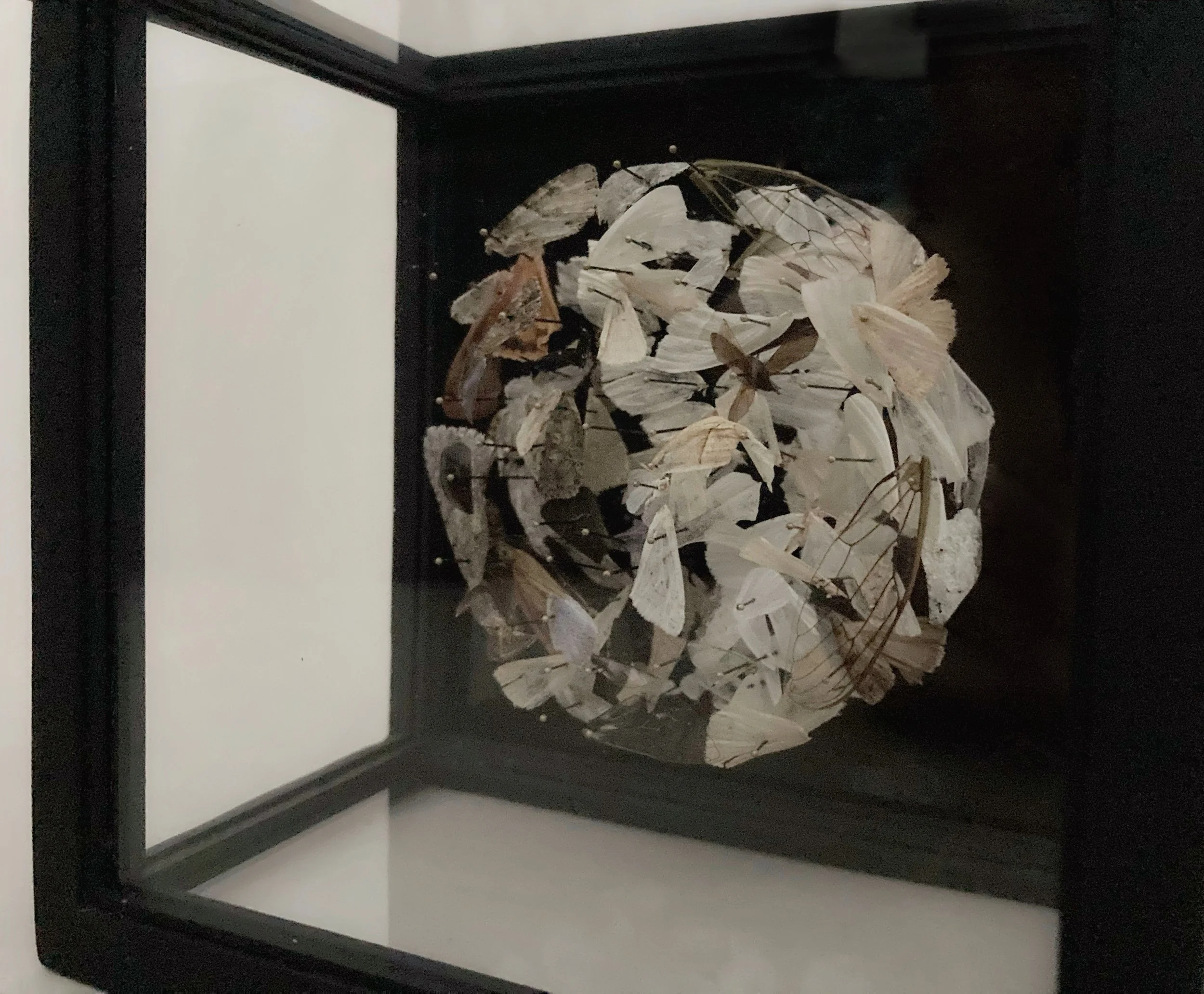 Framed artwork of layered white and beige leaves against a black background.