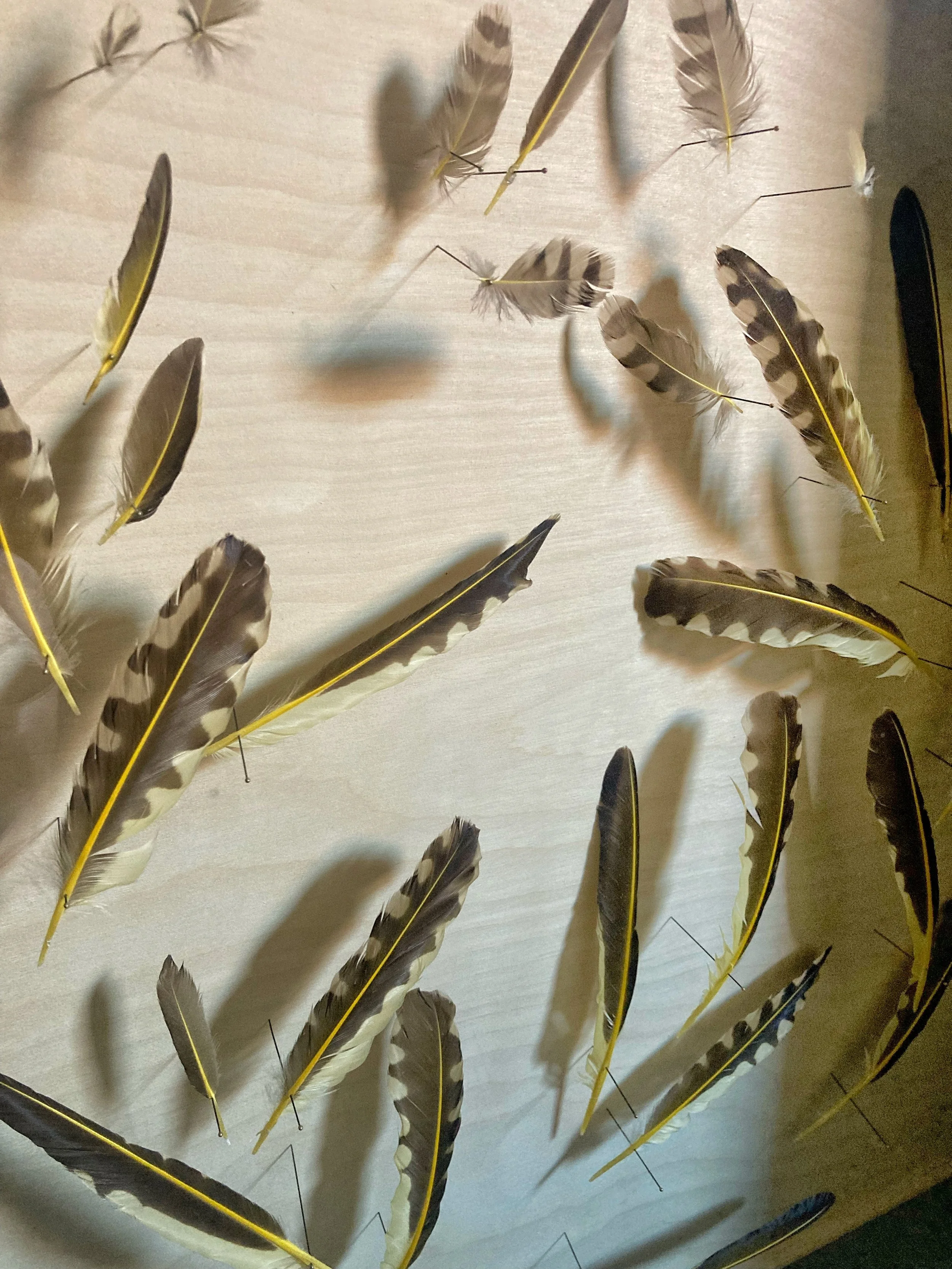 Close-up of assorted brown, white, and black bird feathers displayed on a light background