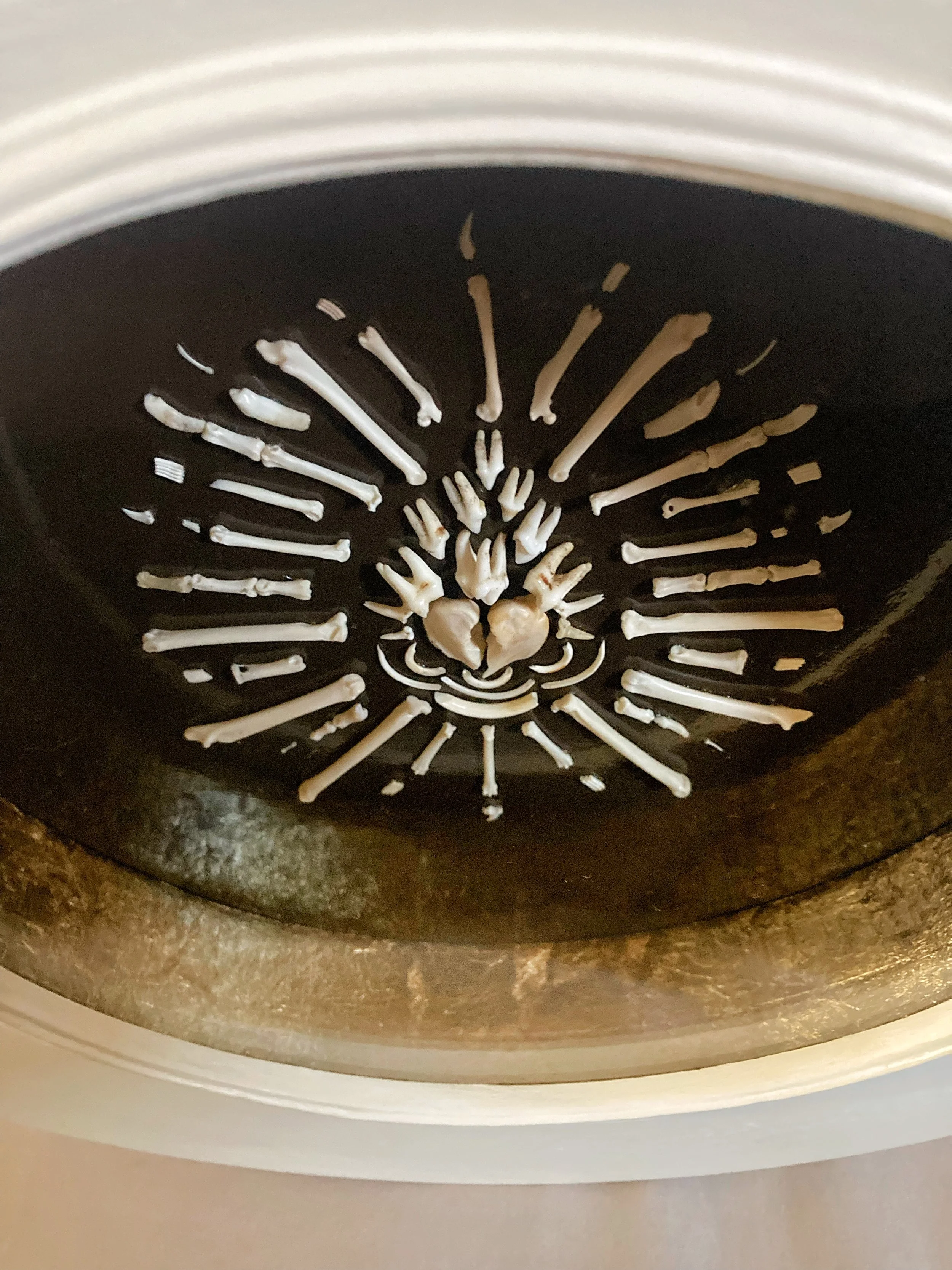 Detailed cat skeleton display arranged on a black background inside a glass case
