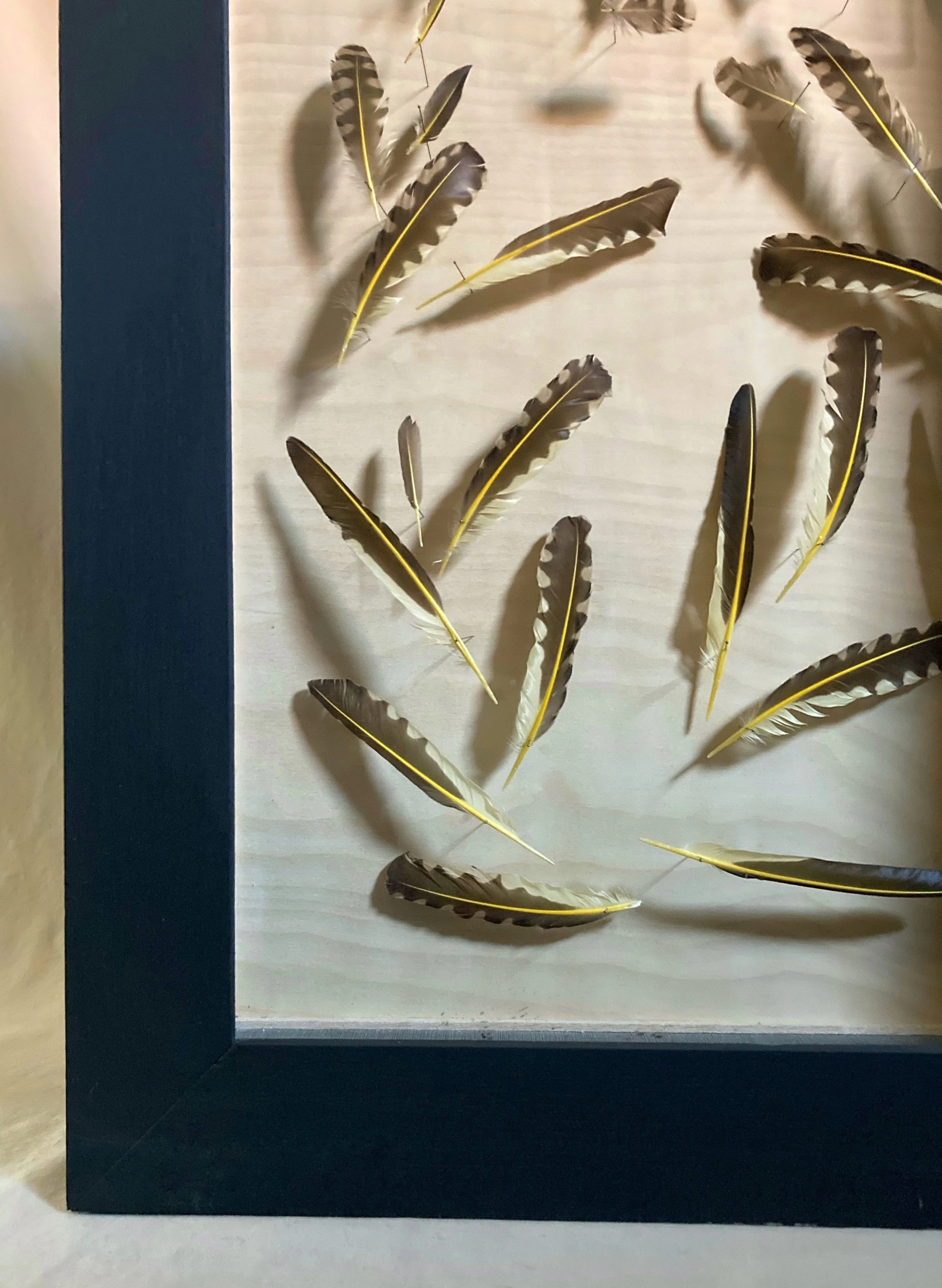 Framed display of brown and white bird feathers with vivid yellow shafts on a white background.