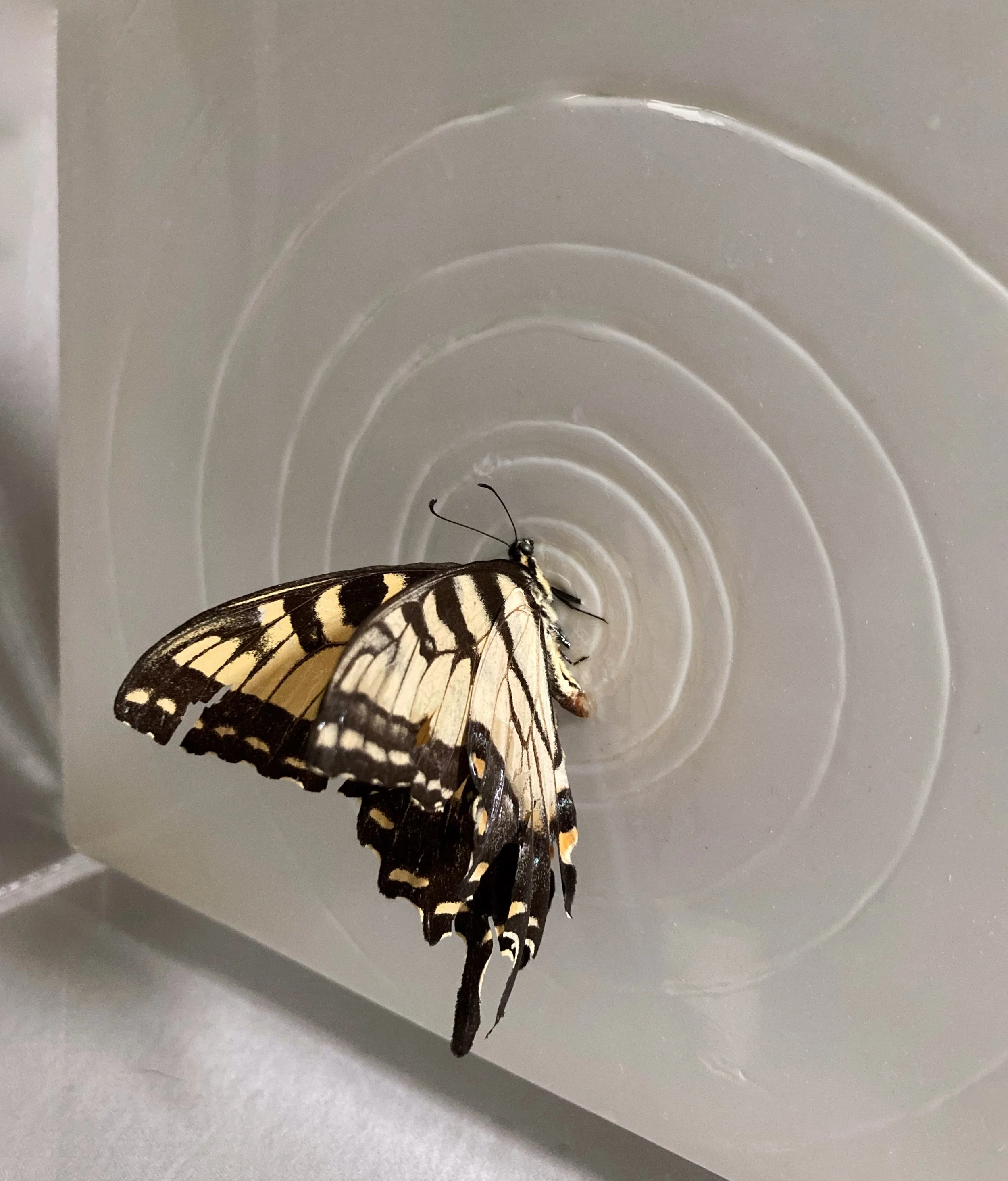 Close-up of a black-and-yellow swallowtail butterfly inside a clear plastic container.