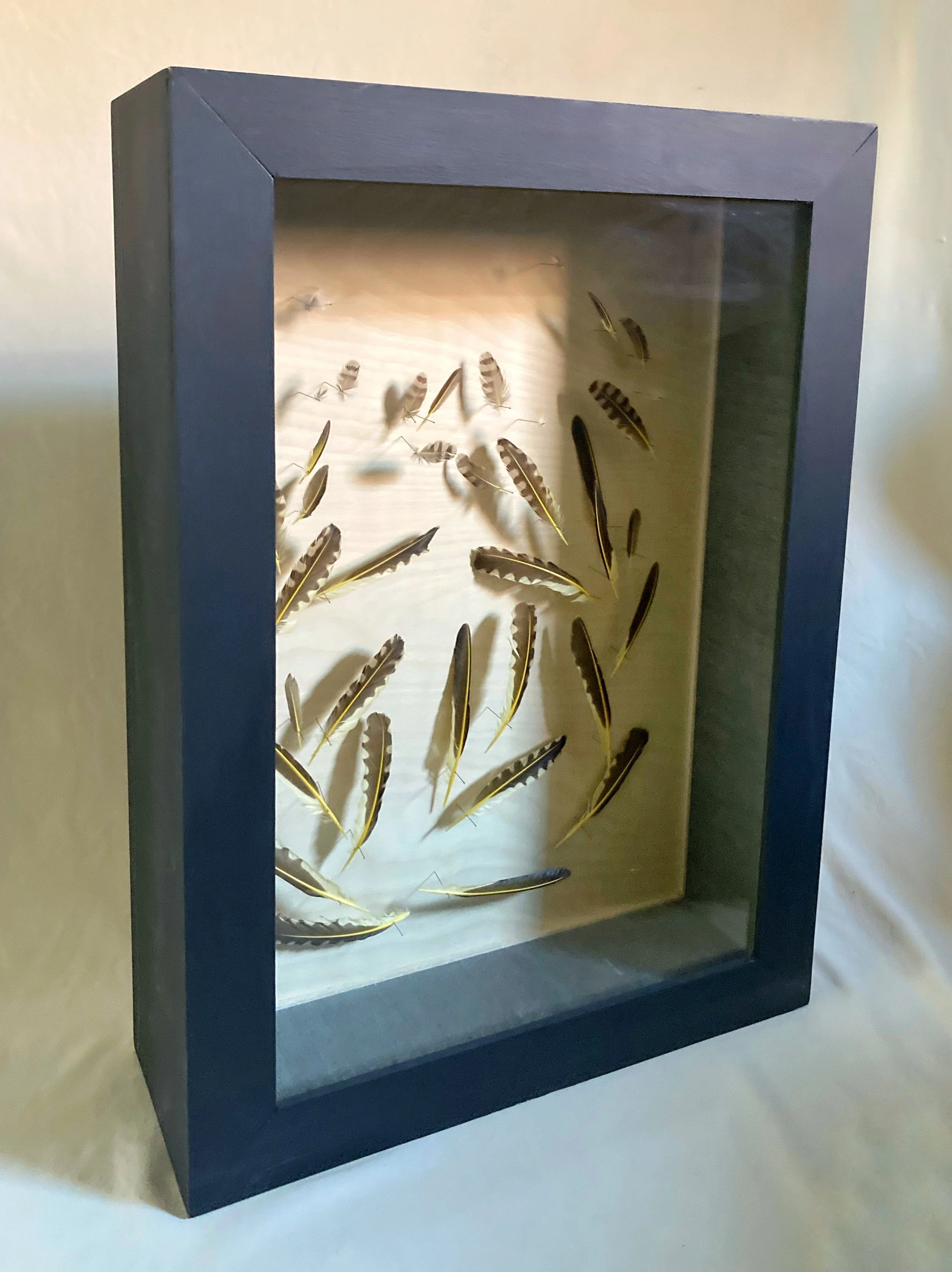 Framed display case showcasing an assortment of bird feathers on a white background.