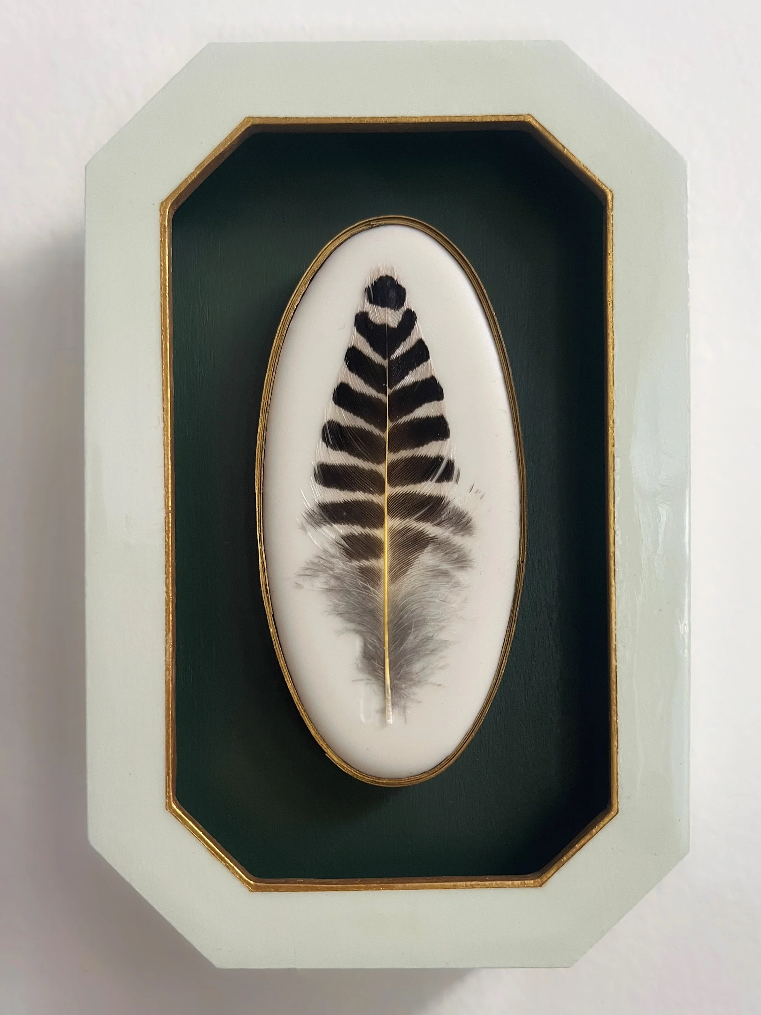 Framed black-and-white striped feather displayed on a dark green background
