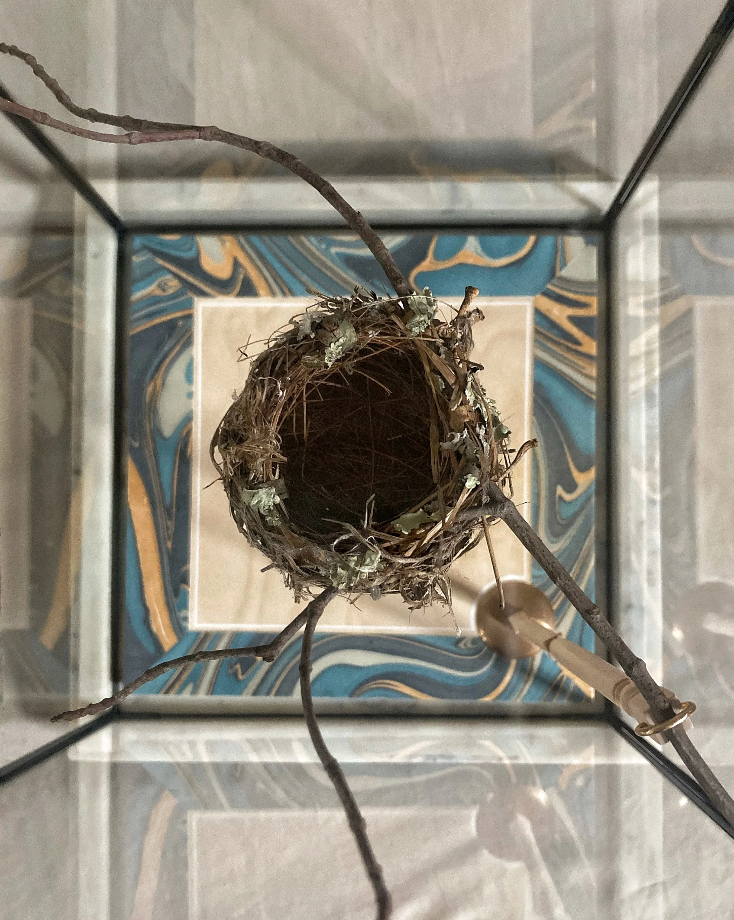 Empty bird nest made of twigs and dried vegetation in a glass display case