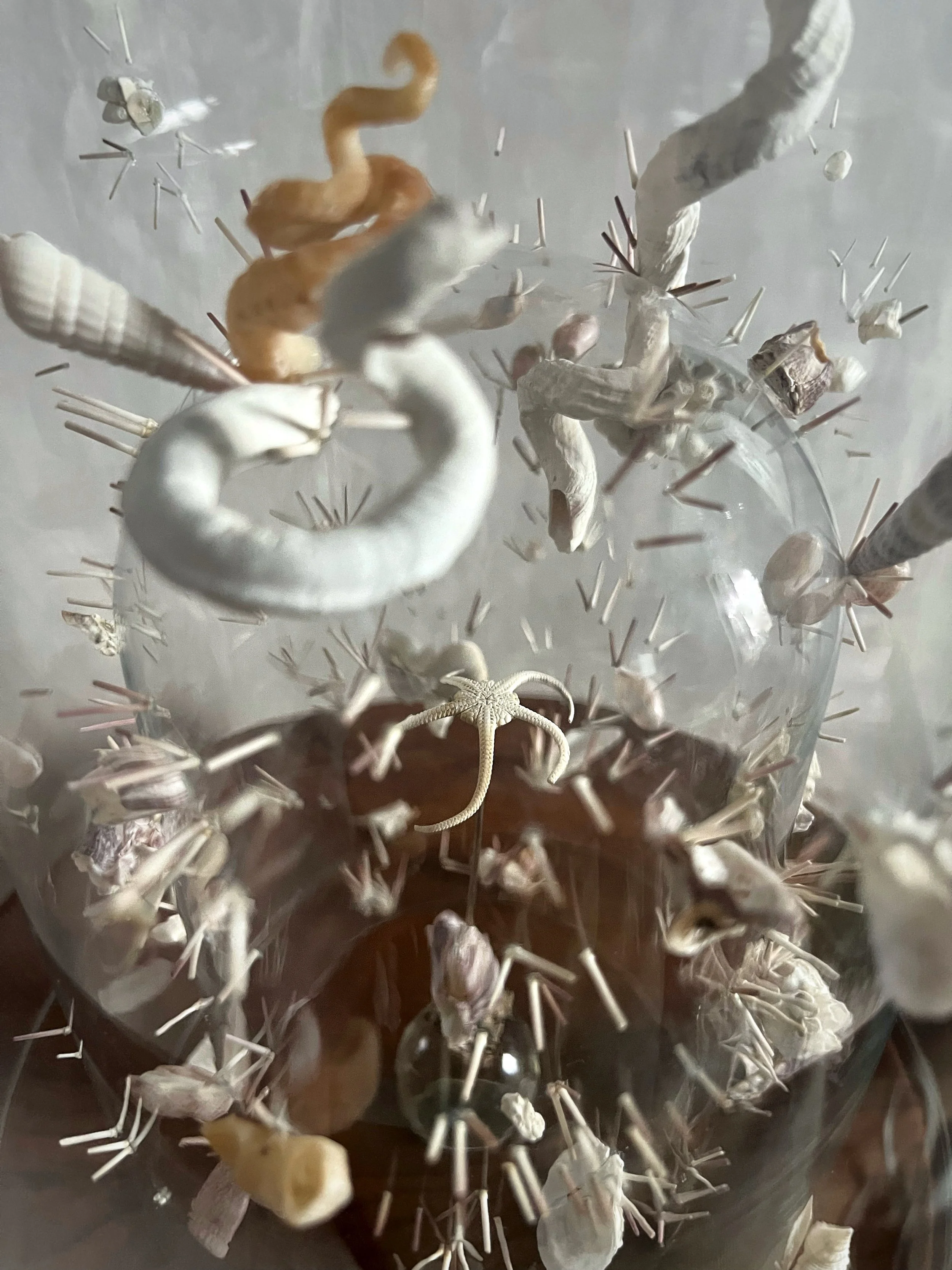 Close-up of assorted seashells, coral fragments, and a starfish arranged on a white surface.