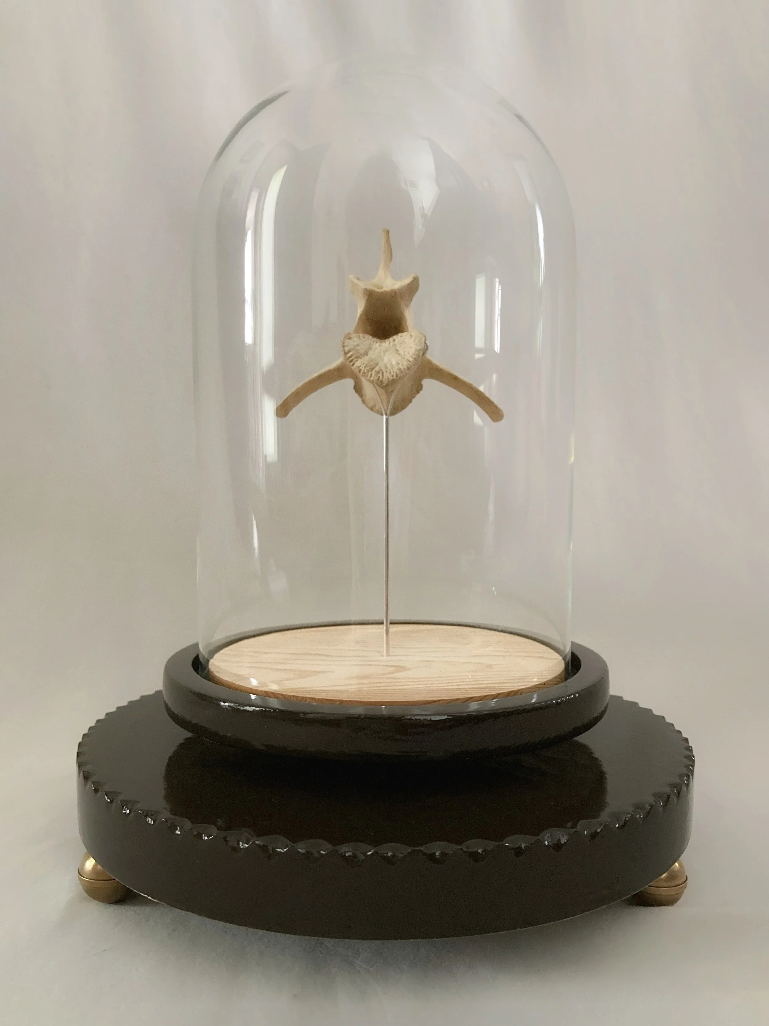 A vertebra bone specimen displayed inside a glass dome on an ornate black and gold pedestal.