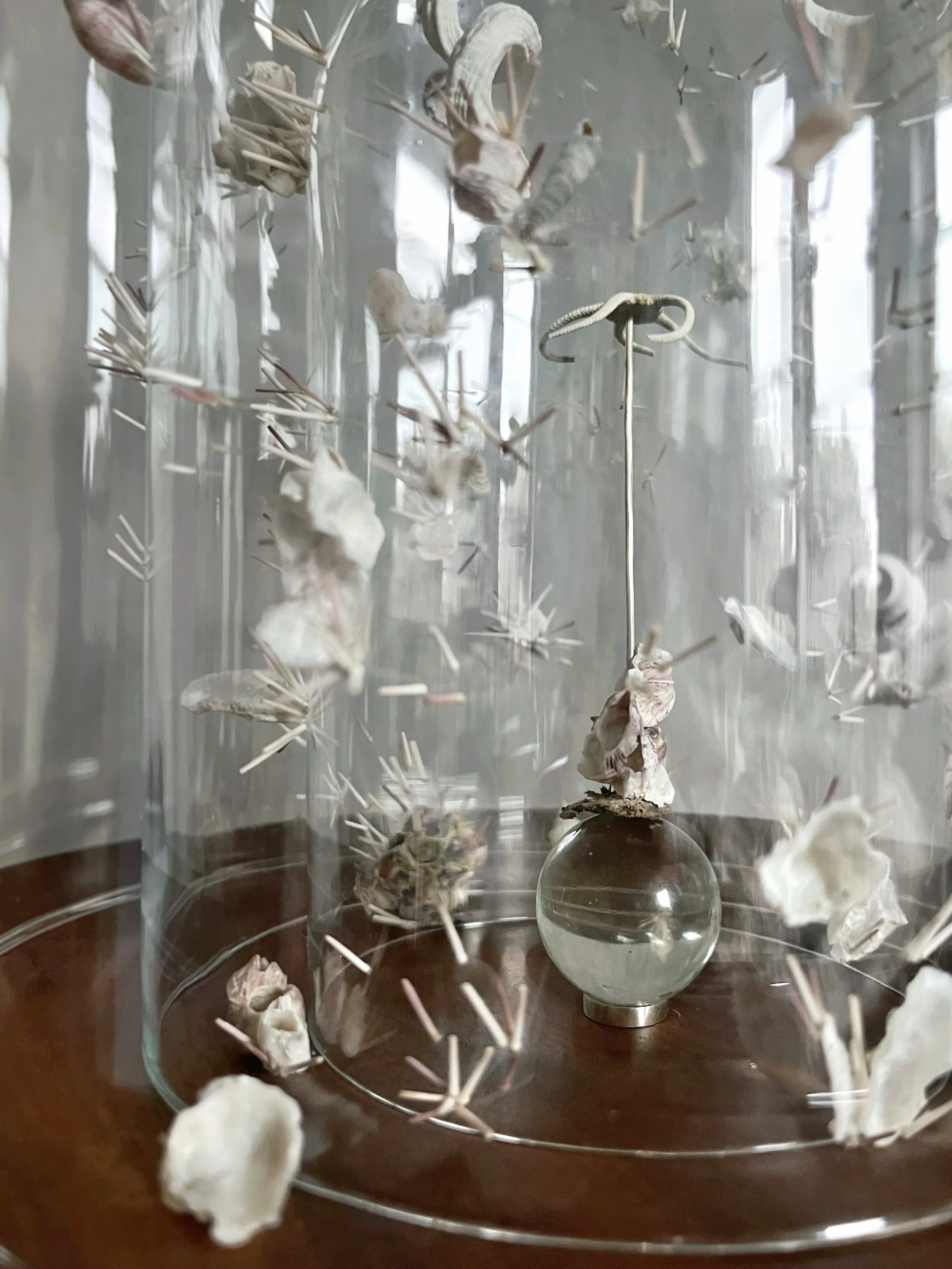 Glass display case containing mineral specimens, crystals, and fossil-like formations on stands.