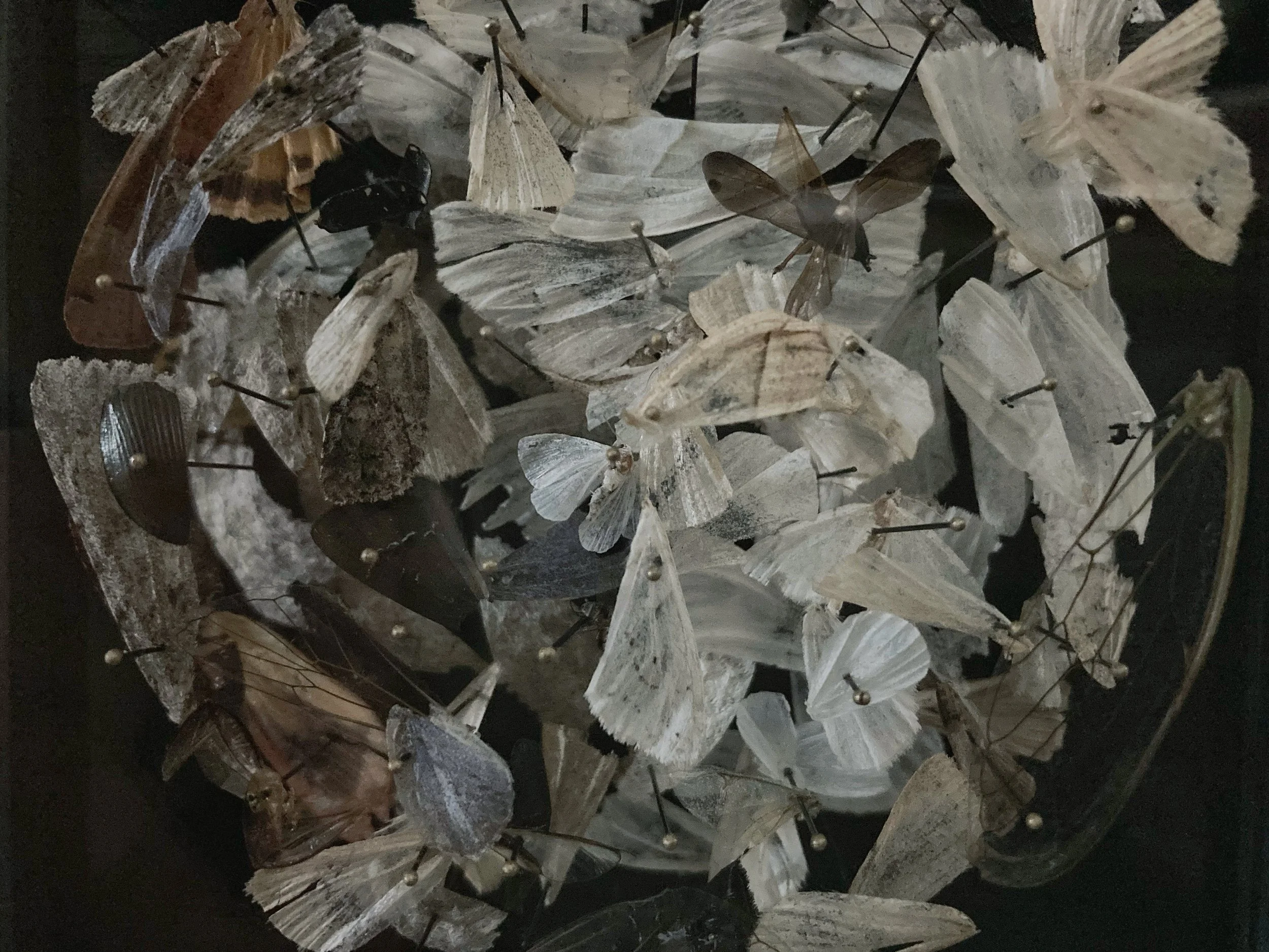 Collection of pinned dried moths and butterflies displayed against a black background