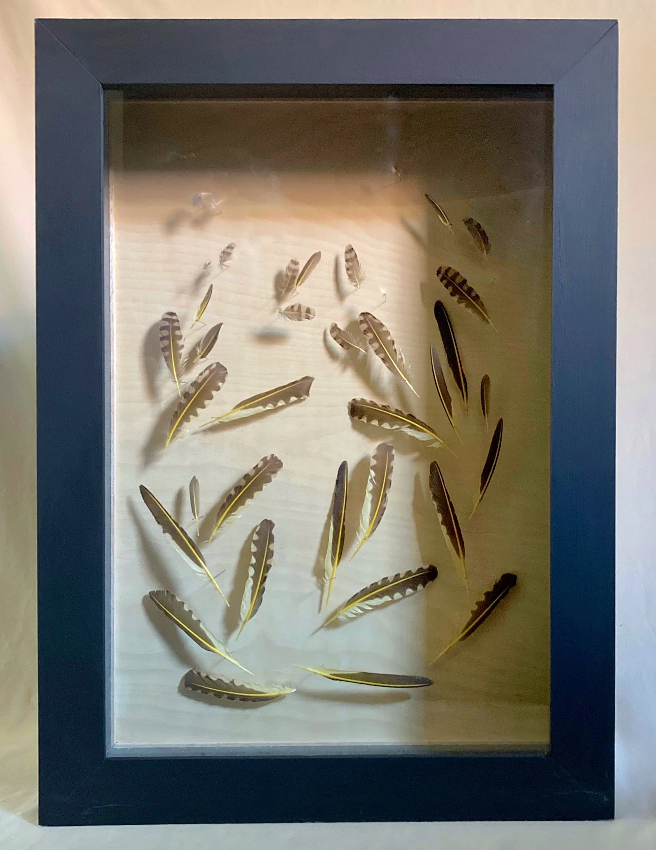 Framed display of assorted brown, white, and black bird feathers arranged on a white background.