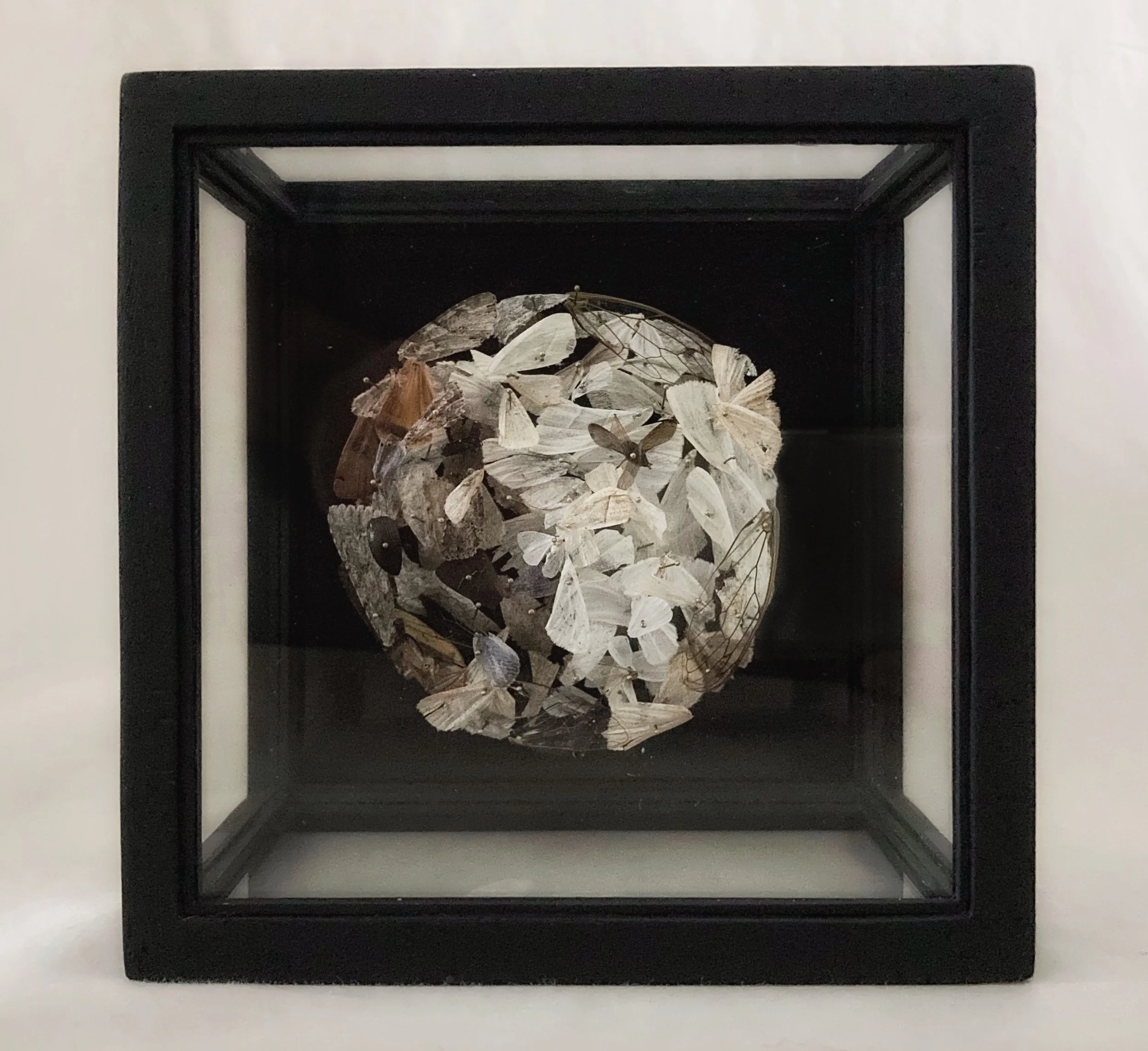 Framed three-dimensional artwork of layered butterflies on a black background