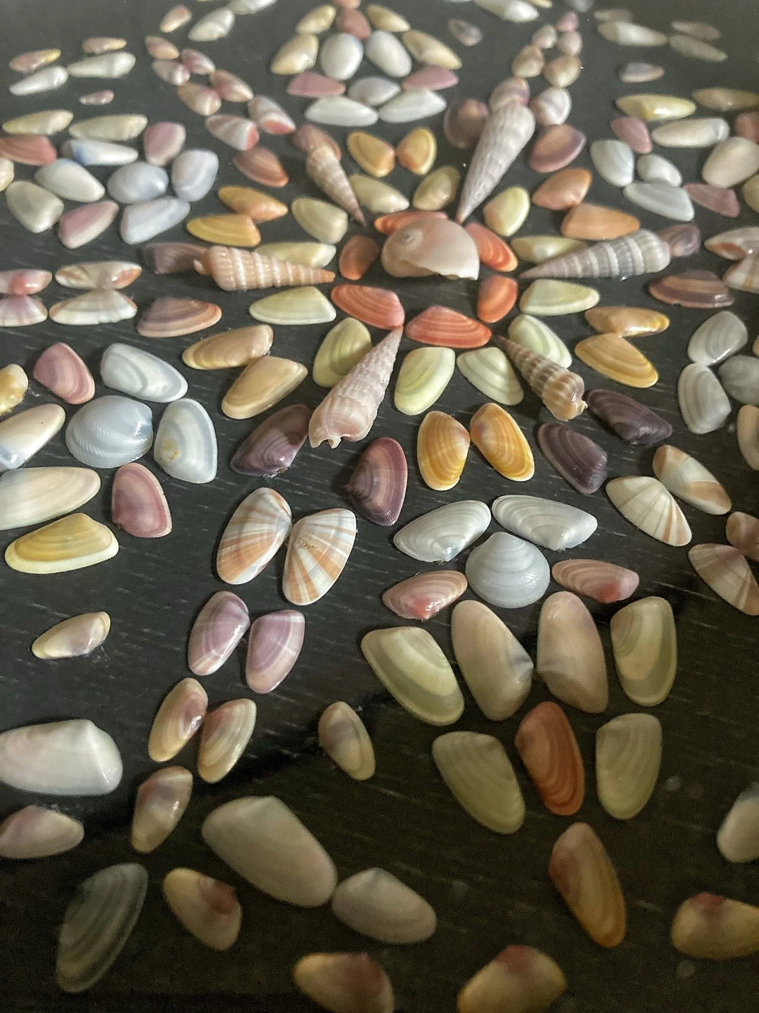 Colorful seashells and shell fragments scattered across a dark surface