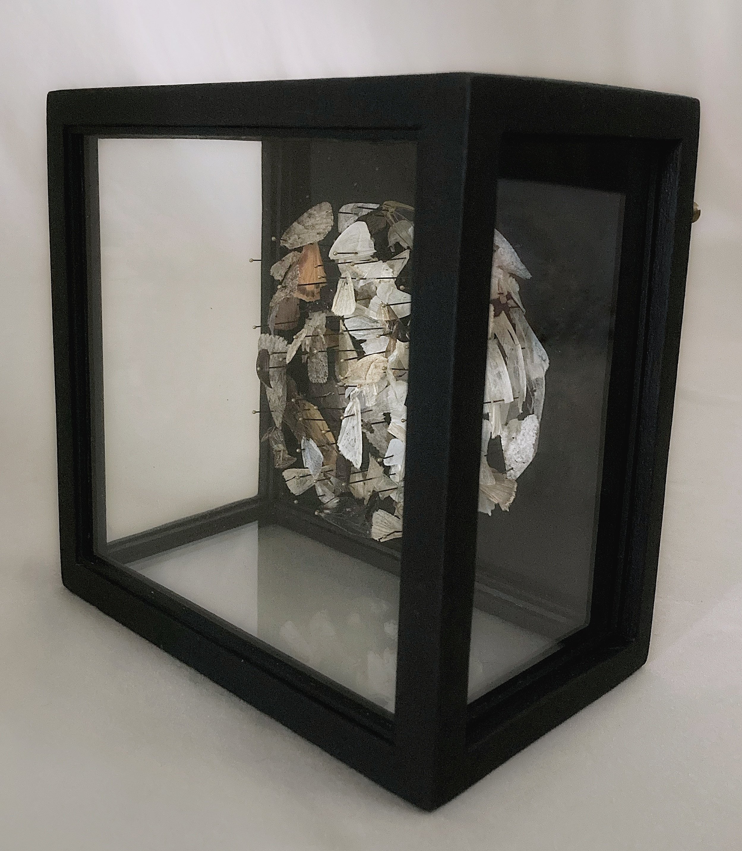 Black glass display case containing a pinned collection of butterfly and moth specimens.