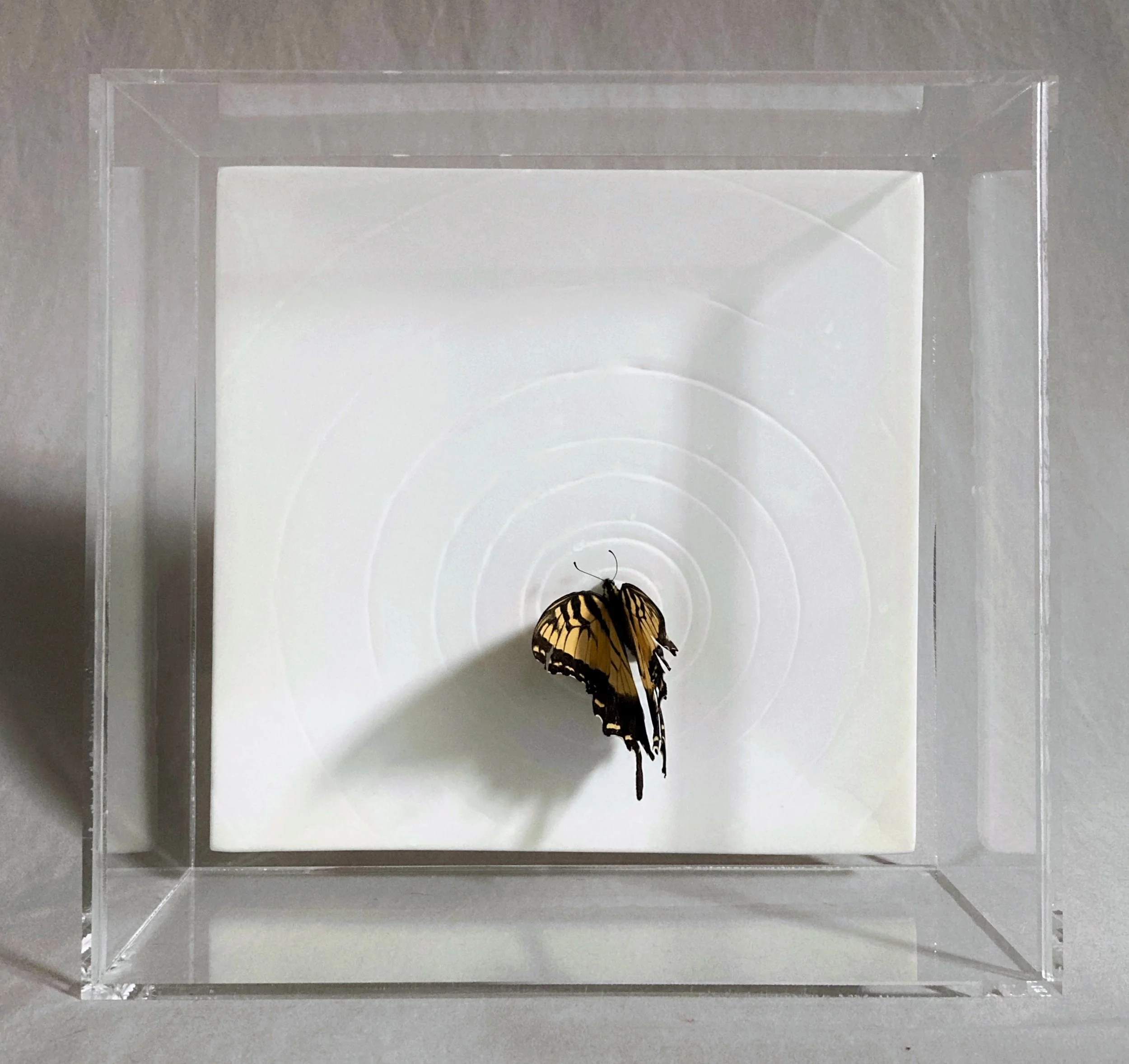 Pinned yellow-and-black swallowtail butterfly displayed in a clear specimen case