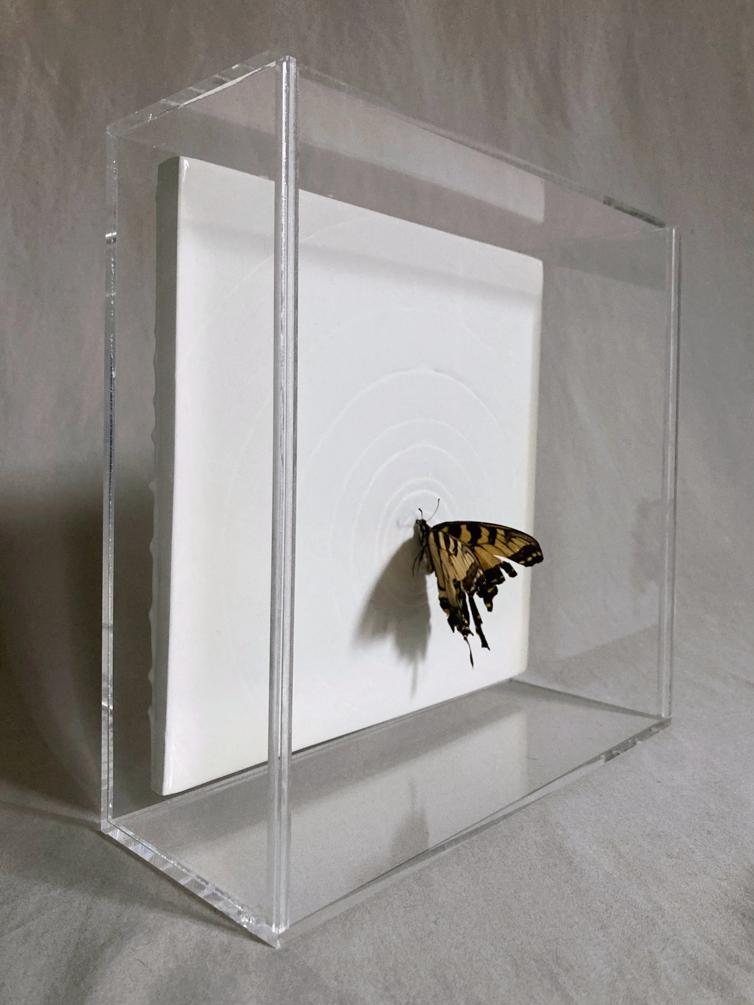 Framed yellow-and-black swallowtail butterfly specimen displayed in a glass museum case