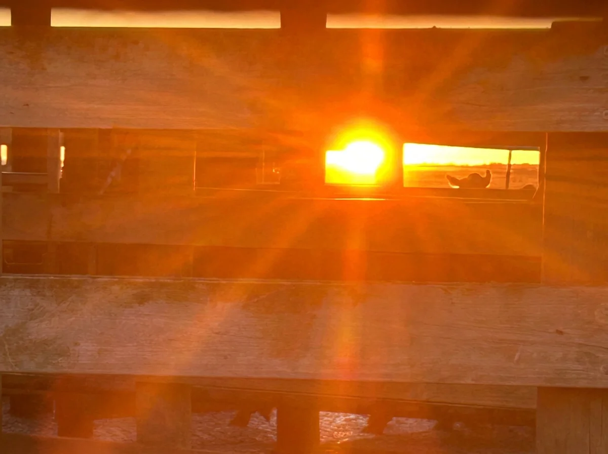 Golden sunset shining through the slats of a wooden fence