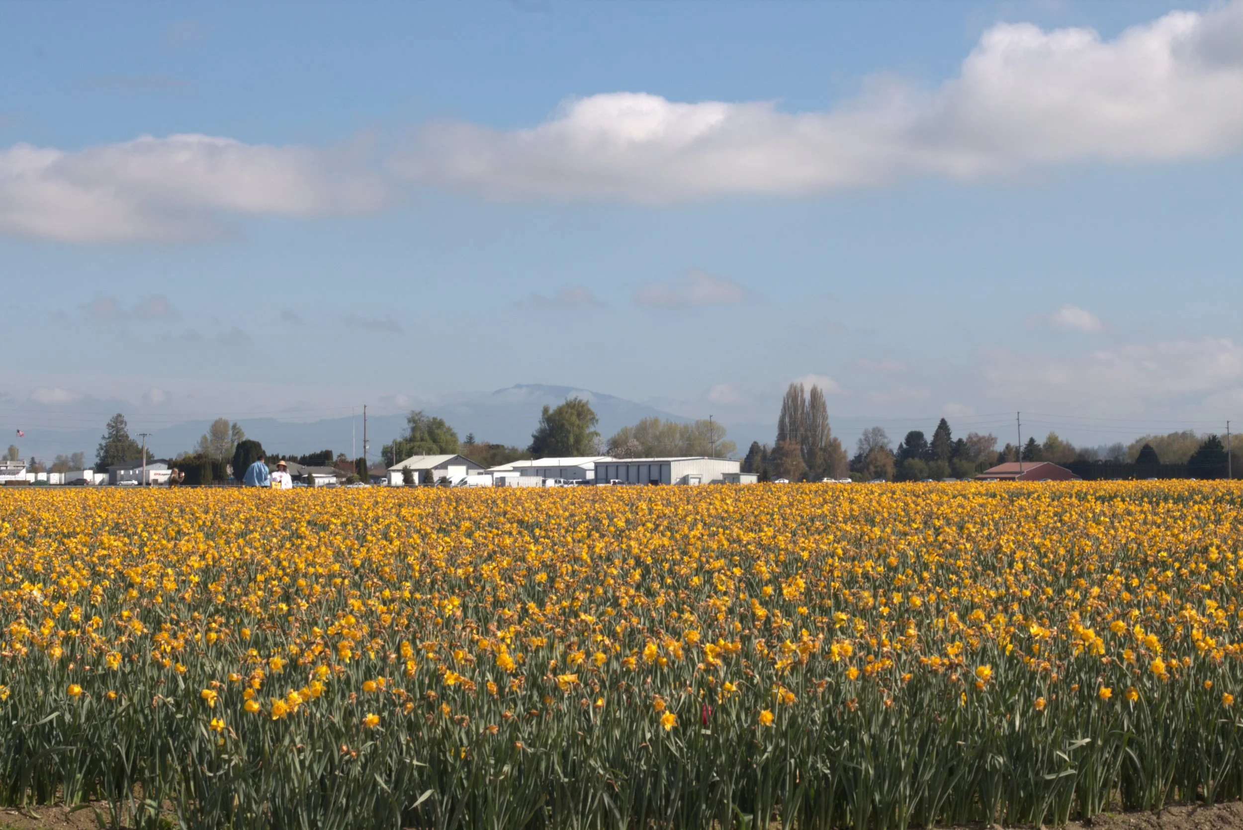 Fields of yellow tulips with a white building father in the distance. The skyline is dotted with evergreen trees, and the sky is blue with some cloud coverage. Taken in Skagit Valley, Washington, USA.
