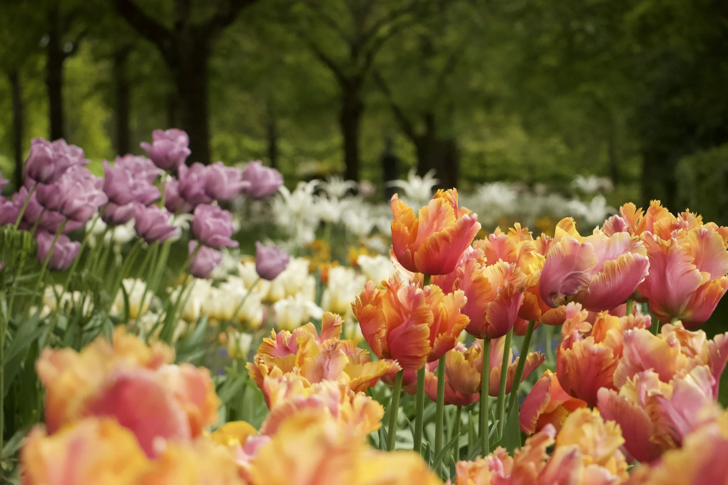Colorful pink, orange, and yellow tulips blooming in a garden with purple tulips and blurred trees in the background at Keukenhof.