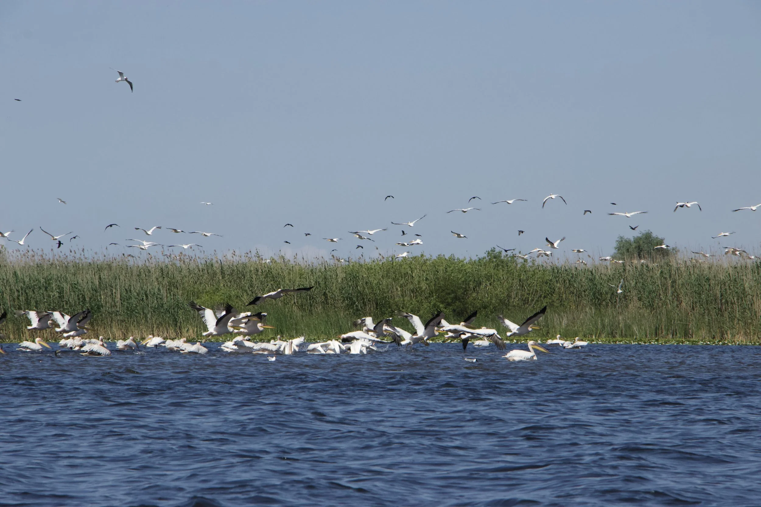 Flock of pelicans flying over the waters of the Danube Delta beside a reed-filled wetland.