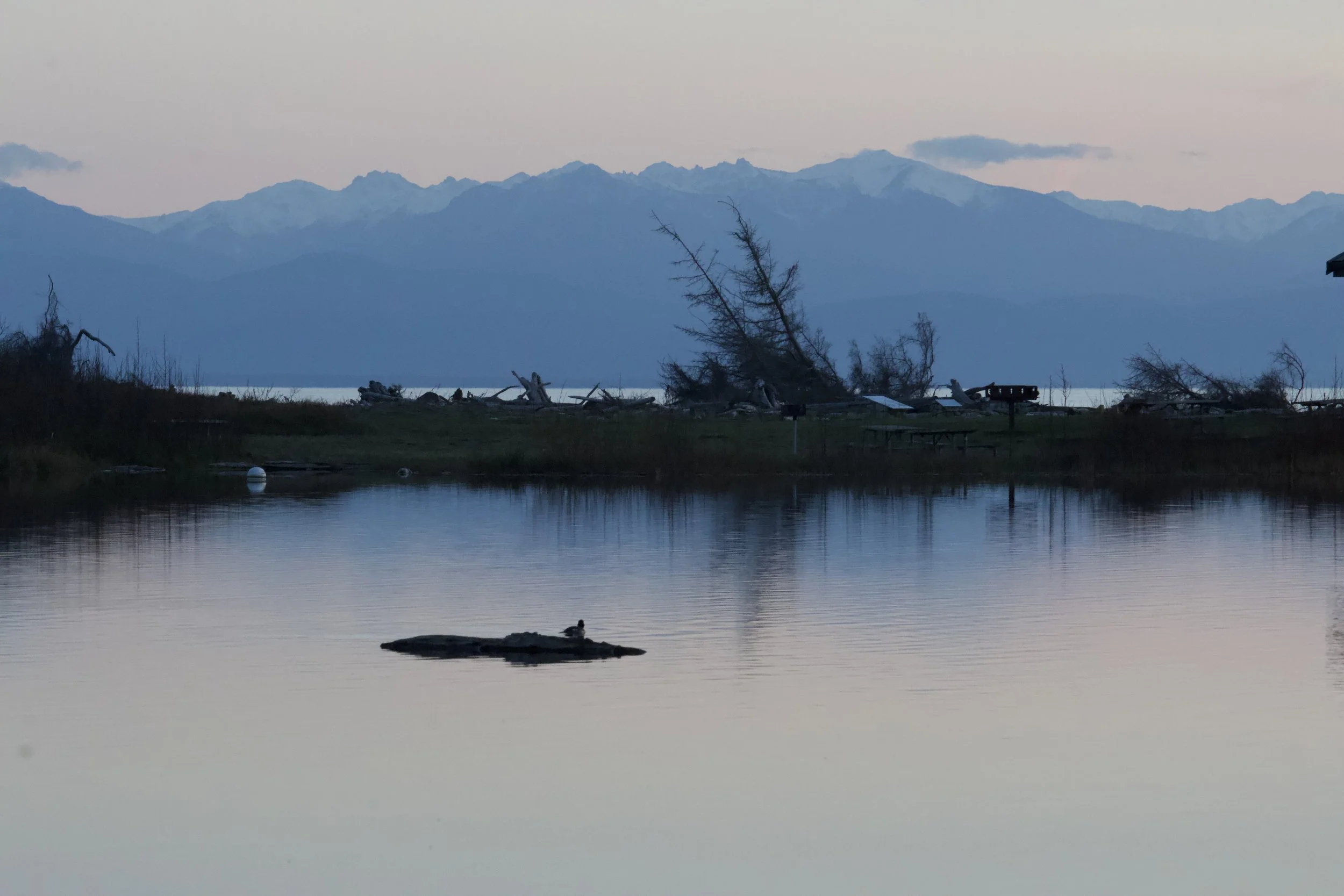Calm lake with a duck on a log, driftwood shoreline, and layered blue mountains at dusk