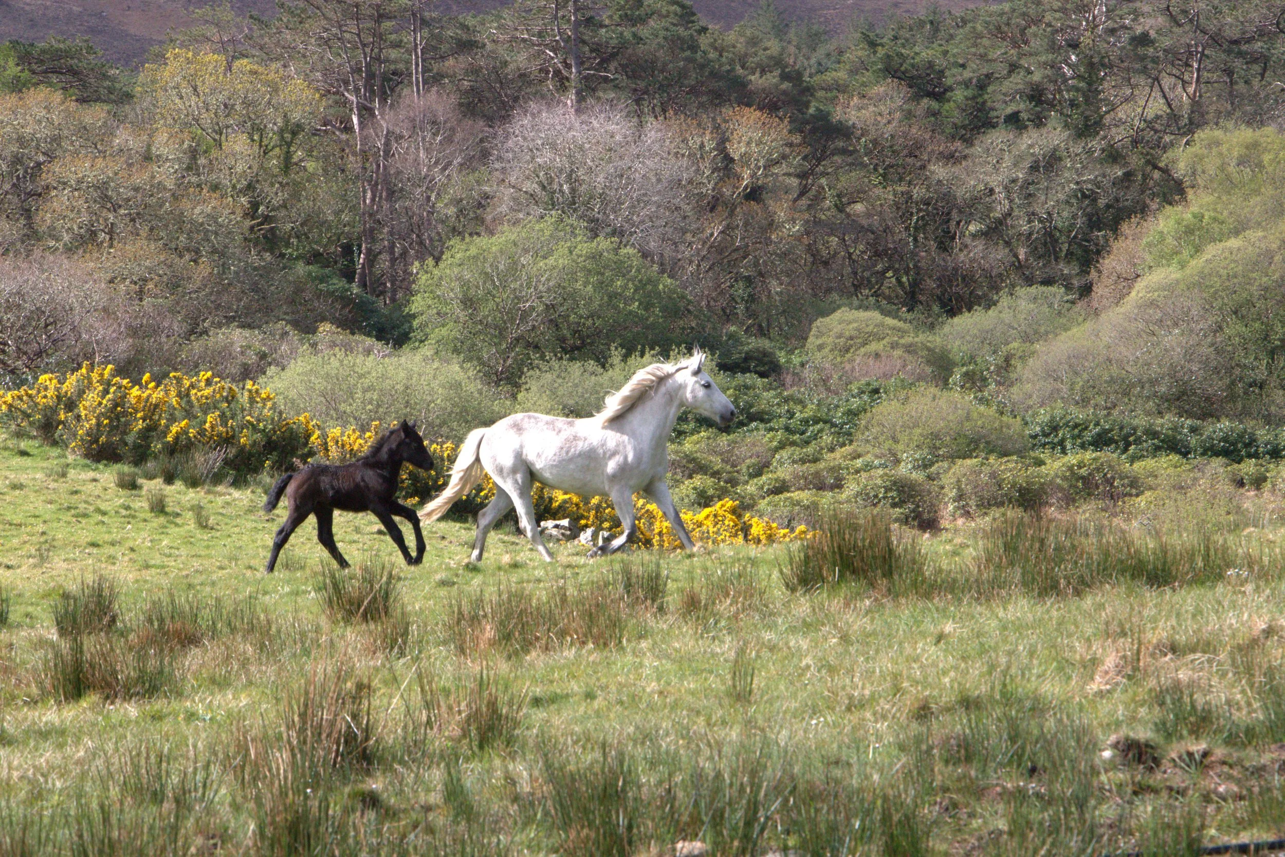 Two horses, including a white adult and black foal, running through a grassy meadow with yellow wildflowers and trees.