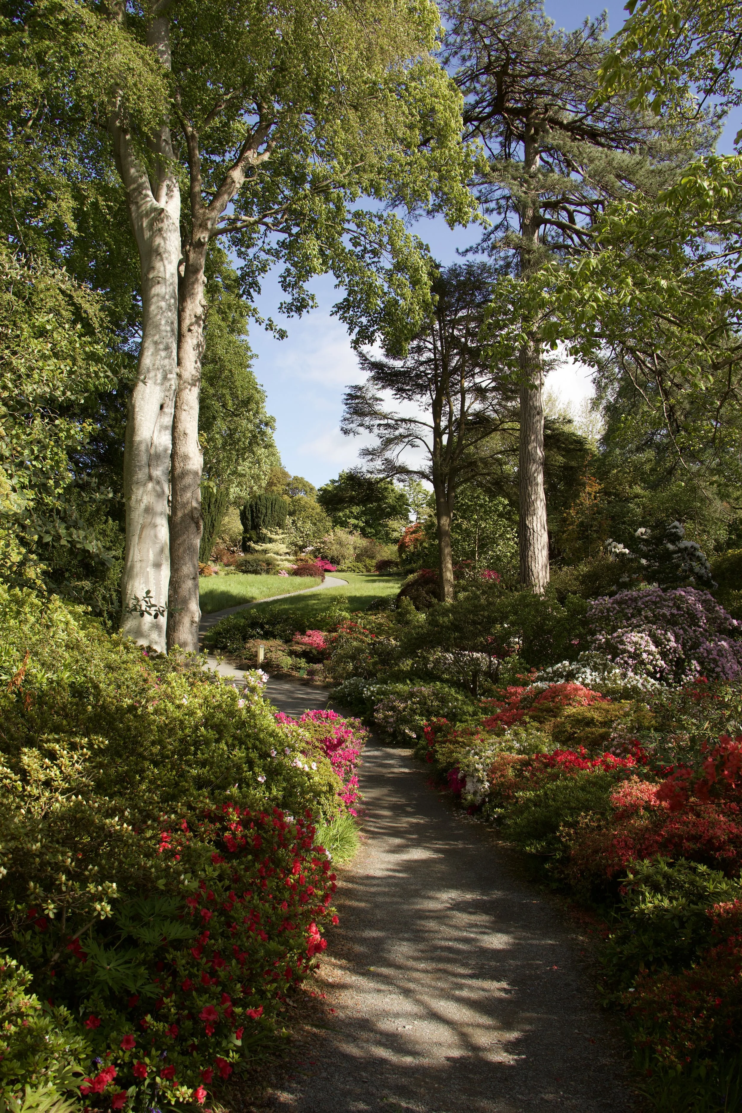 Scenic garden path bordered by colorful rhododendrons beneath tall trees on a sunny day,