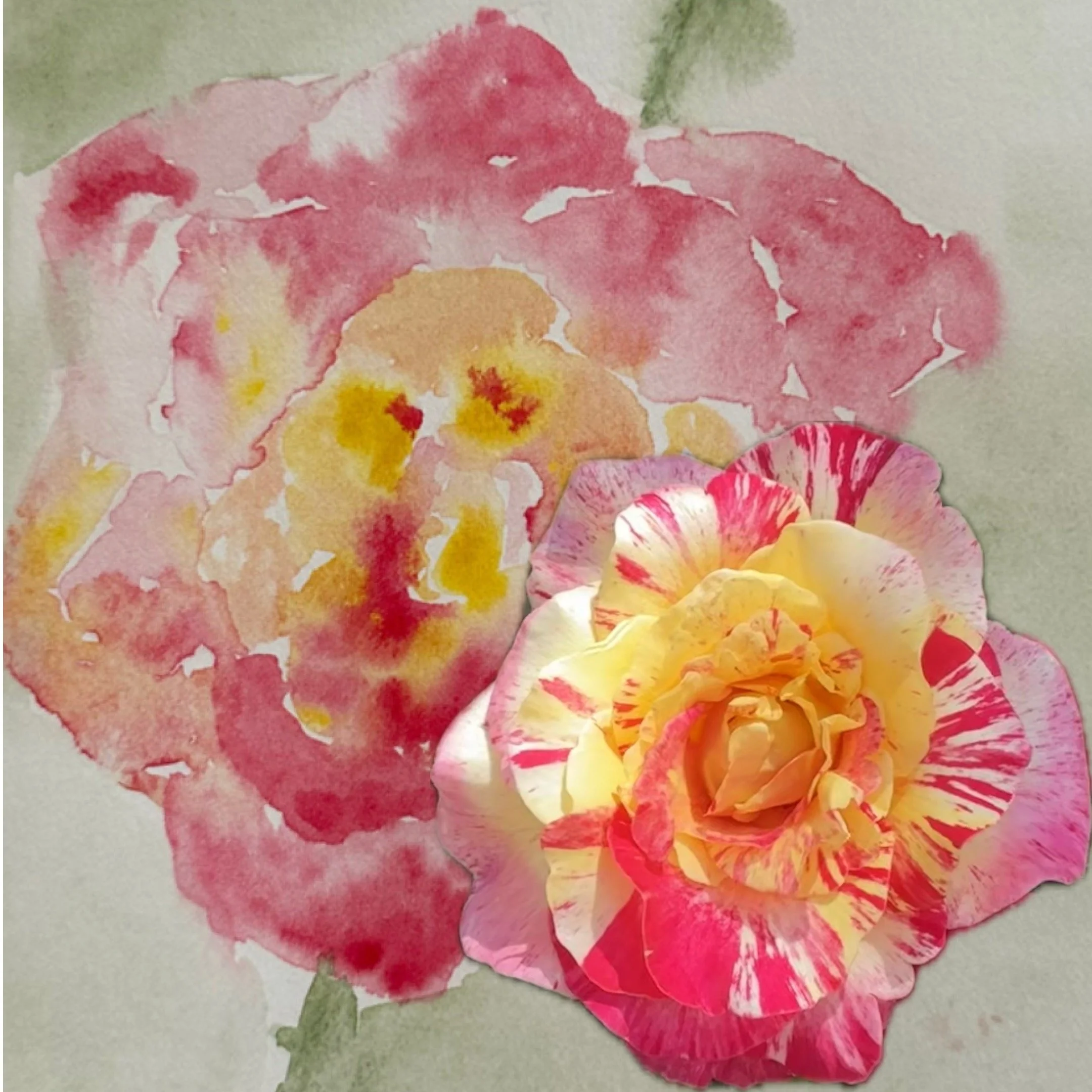 Watercolor painting of pink and yellow Bulgarian roses, with a vibrant cut-out of a photographed rose collaged on top. These are set against a pale green background.