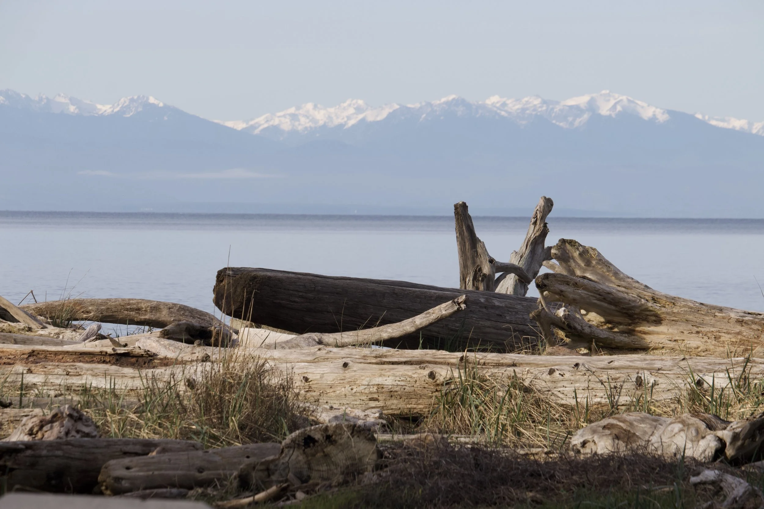 Driftwood-strewn beach with calm water and snow-capped mountains in the distance